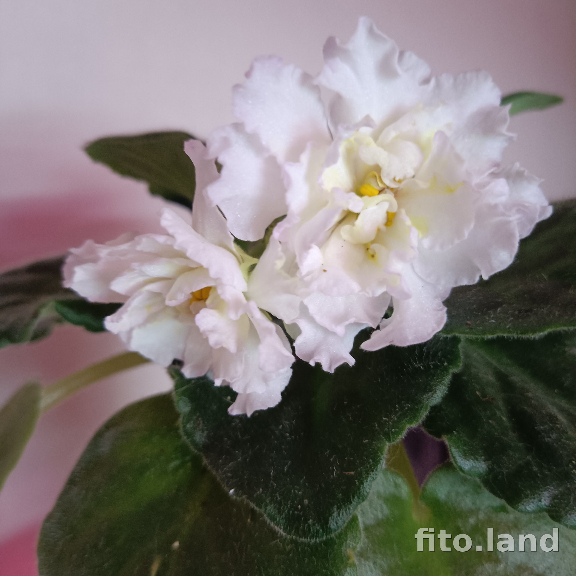 Фиалка KZ-Золотые Шары, фото