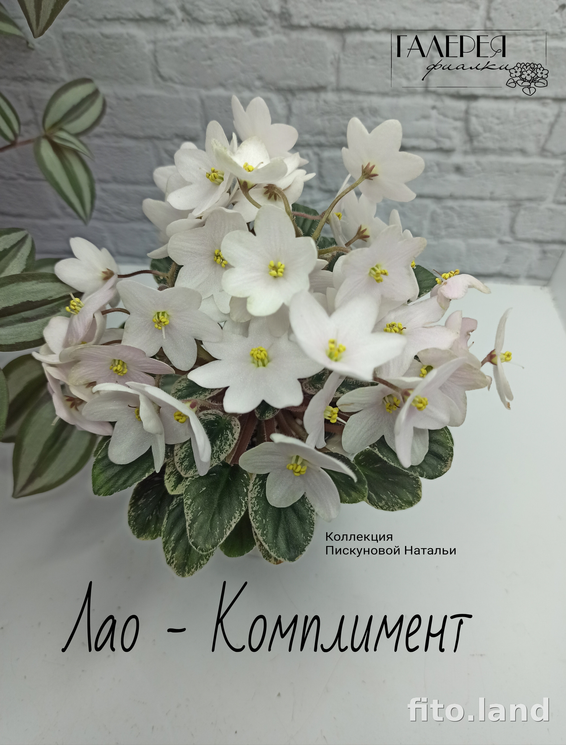 Фиалка Лао-Комплимент, фото