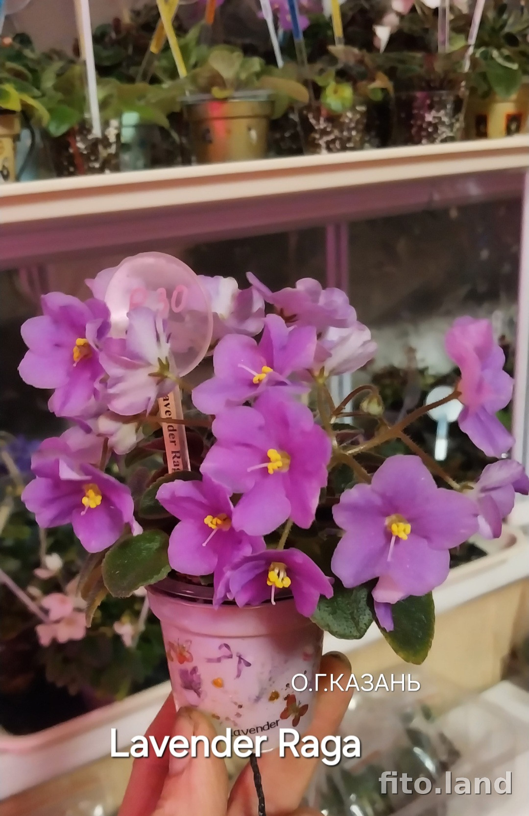 Фиалка Lavender Rage, фото