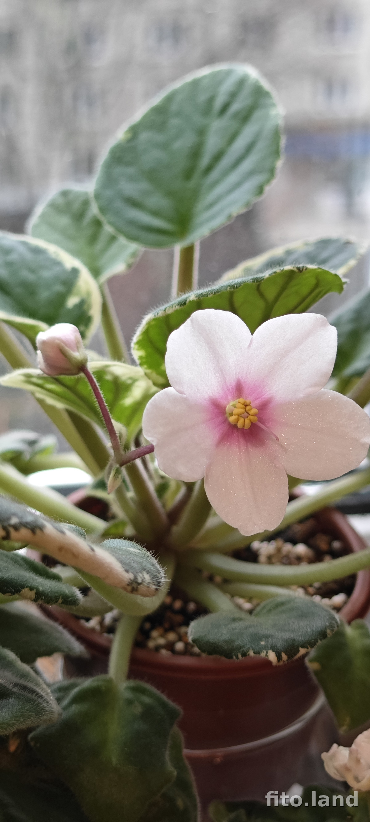 Фиалка ЛЕ-Алена, фото