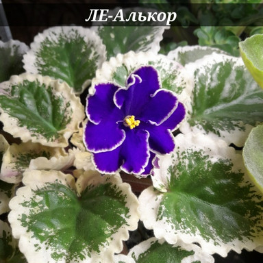 Фиалка ЛЕ-Алькор, фото
