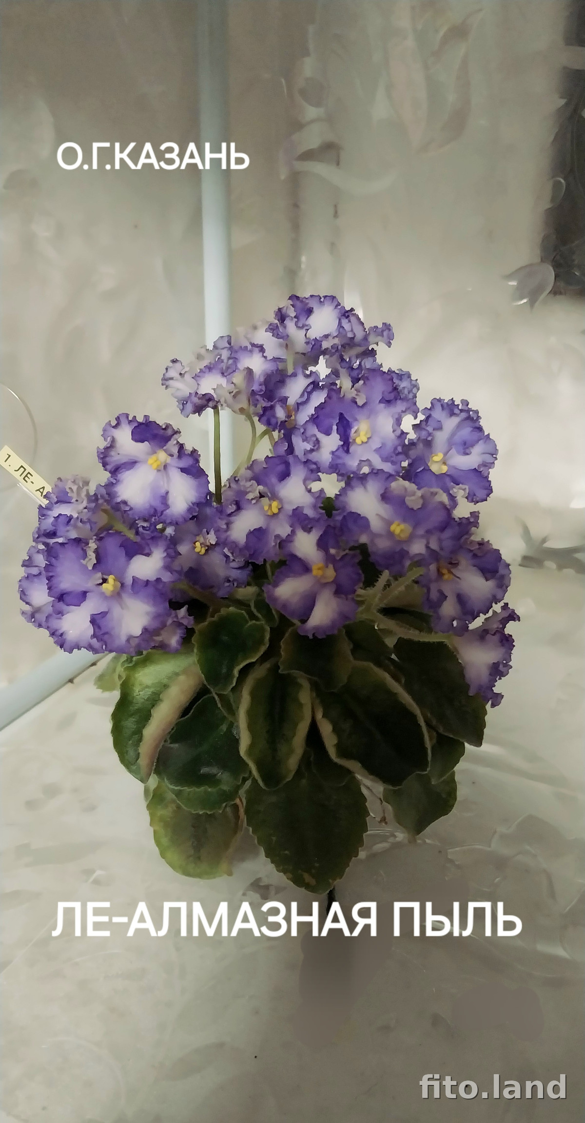 Фиалка ЛЕ-Алмазная Пыль, фото