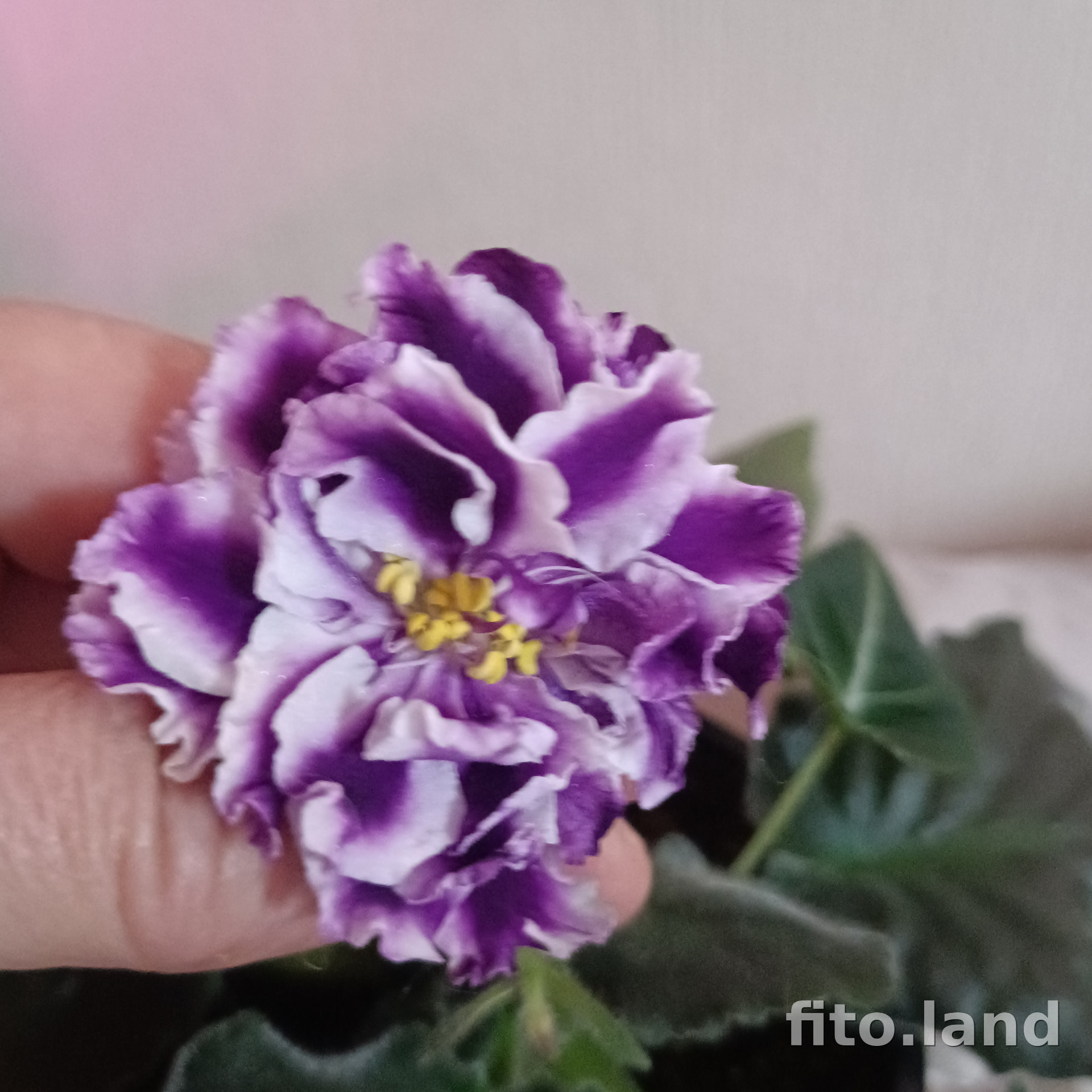 Фиалка ЛЕ-Черника, фото