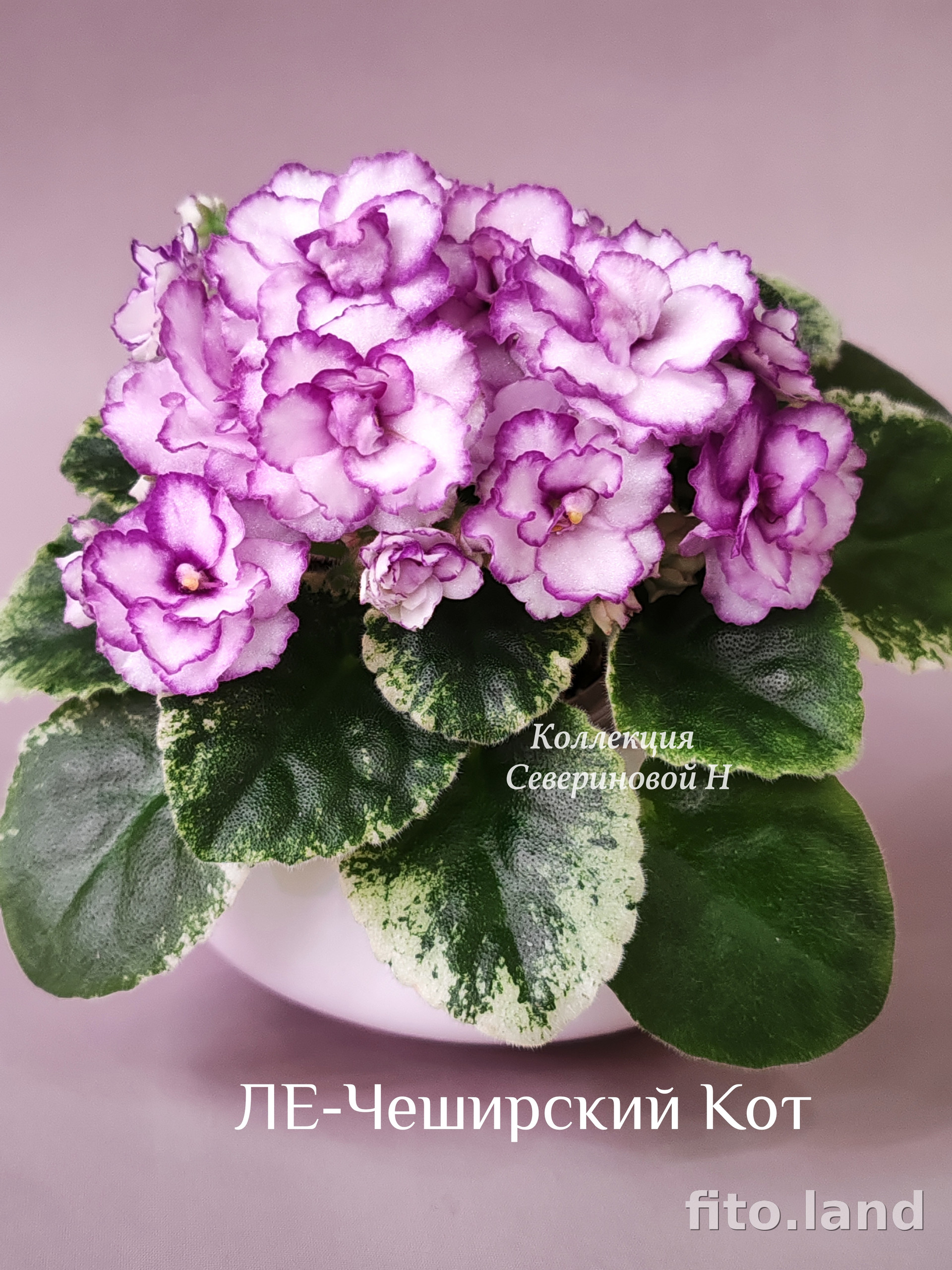 Фиалка ЛЕ-Чеширский Кот, фото