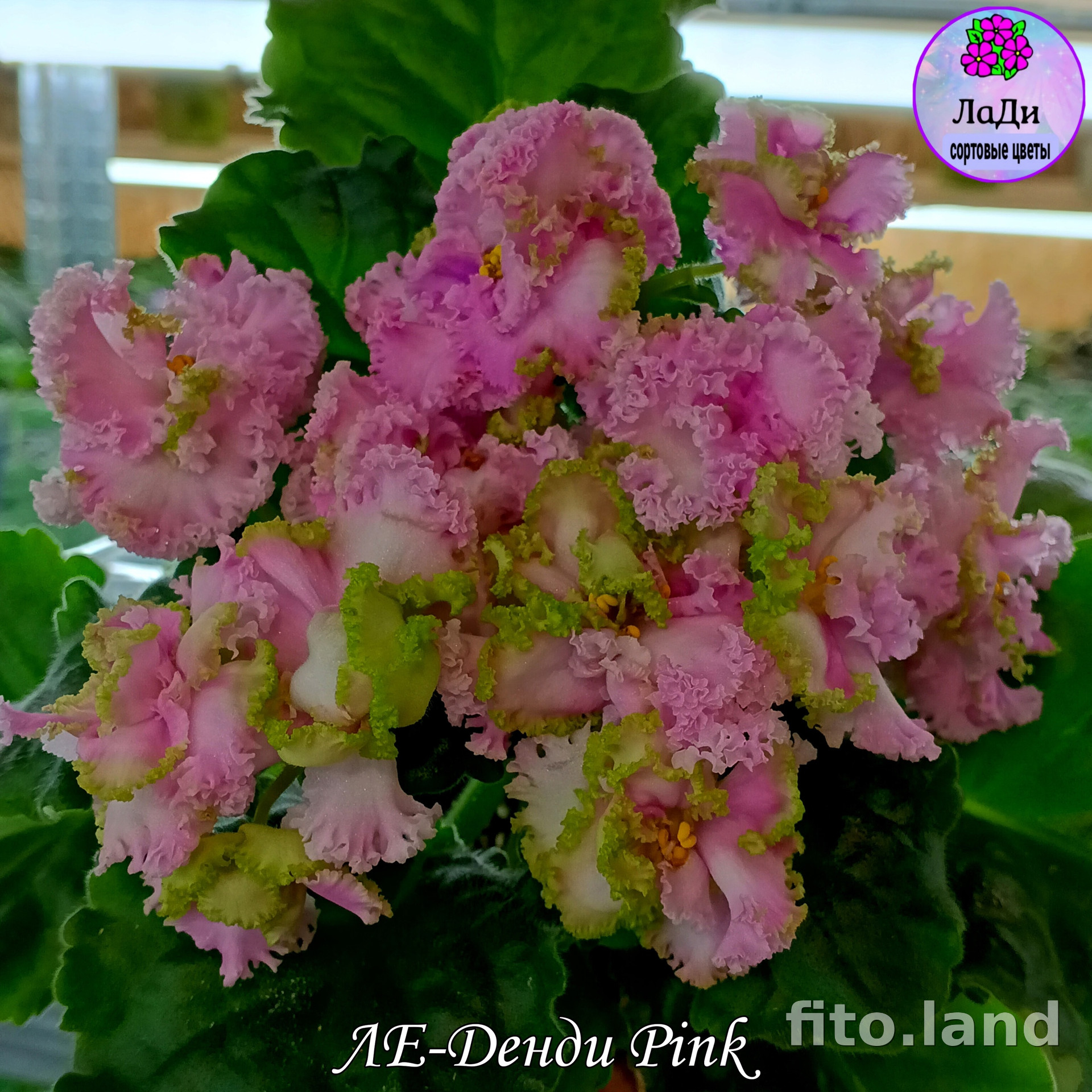 Фиалка ЛЕ-Денди Pink, фото