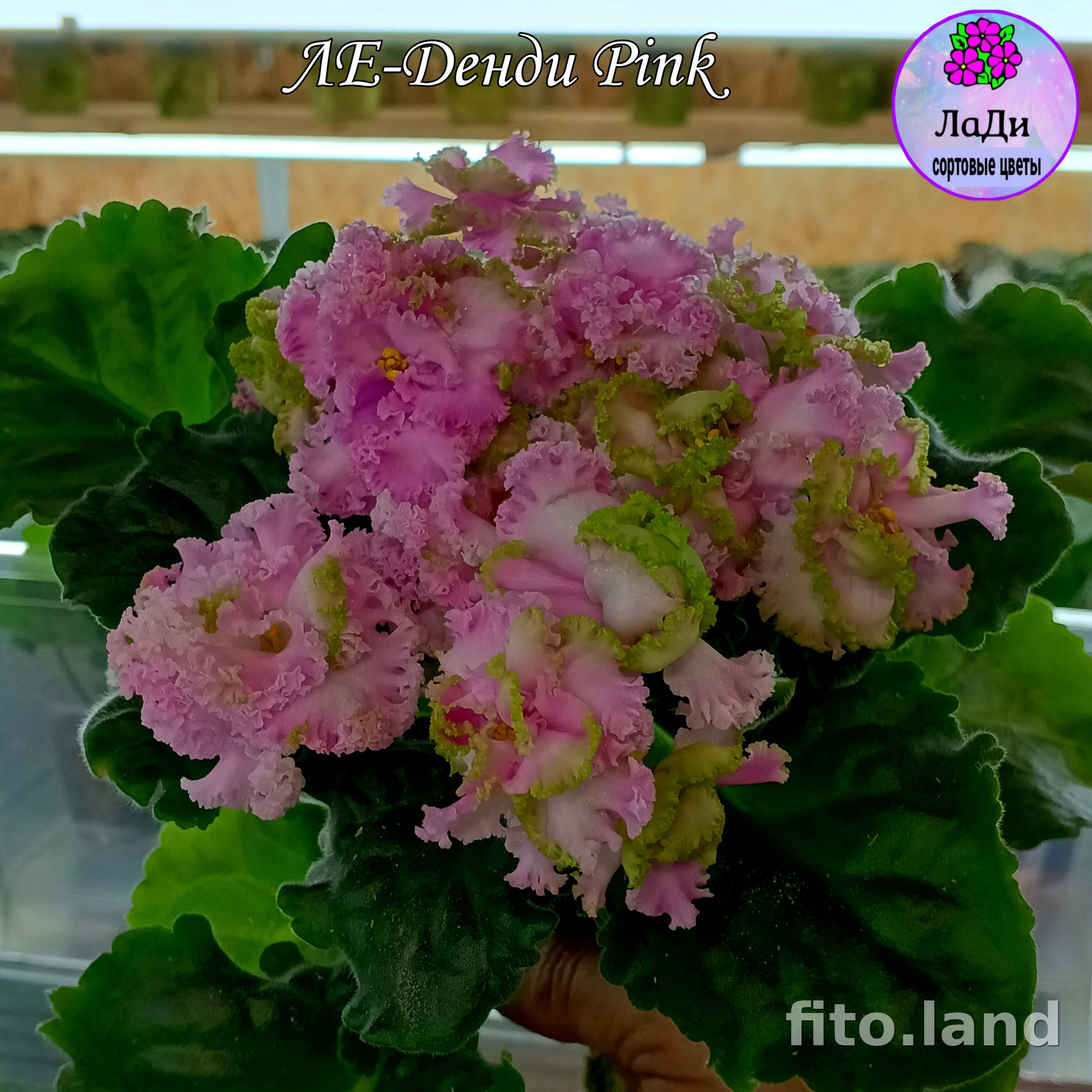Фиалка ЛЕ-Денди Pink, фото