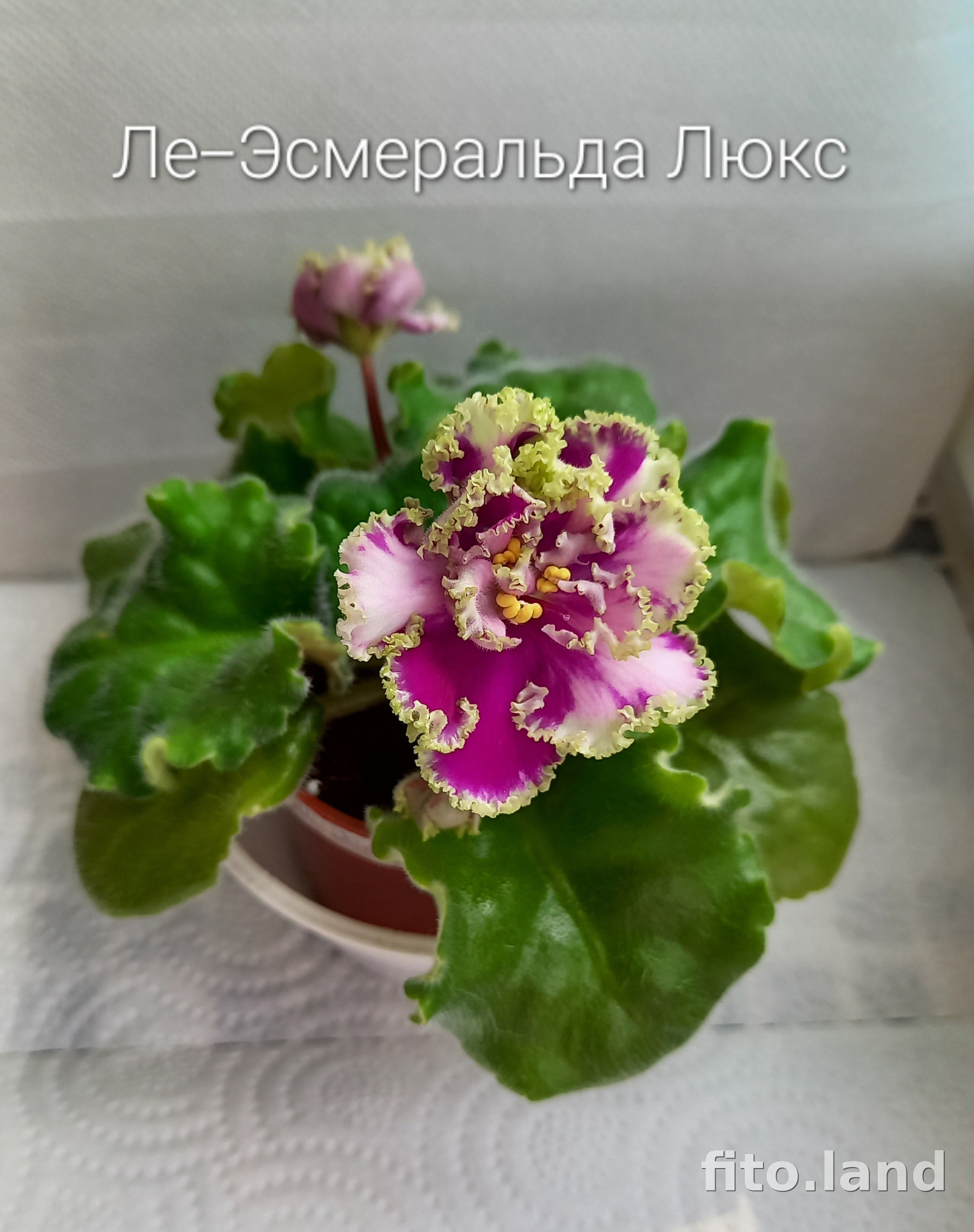 Фиалка ЛЕ-Эсмеральда Люкс, фото