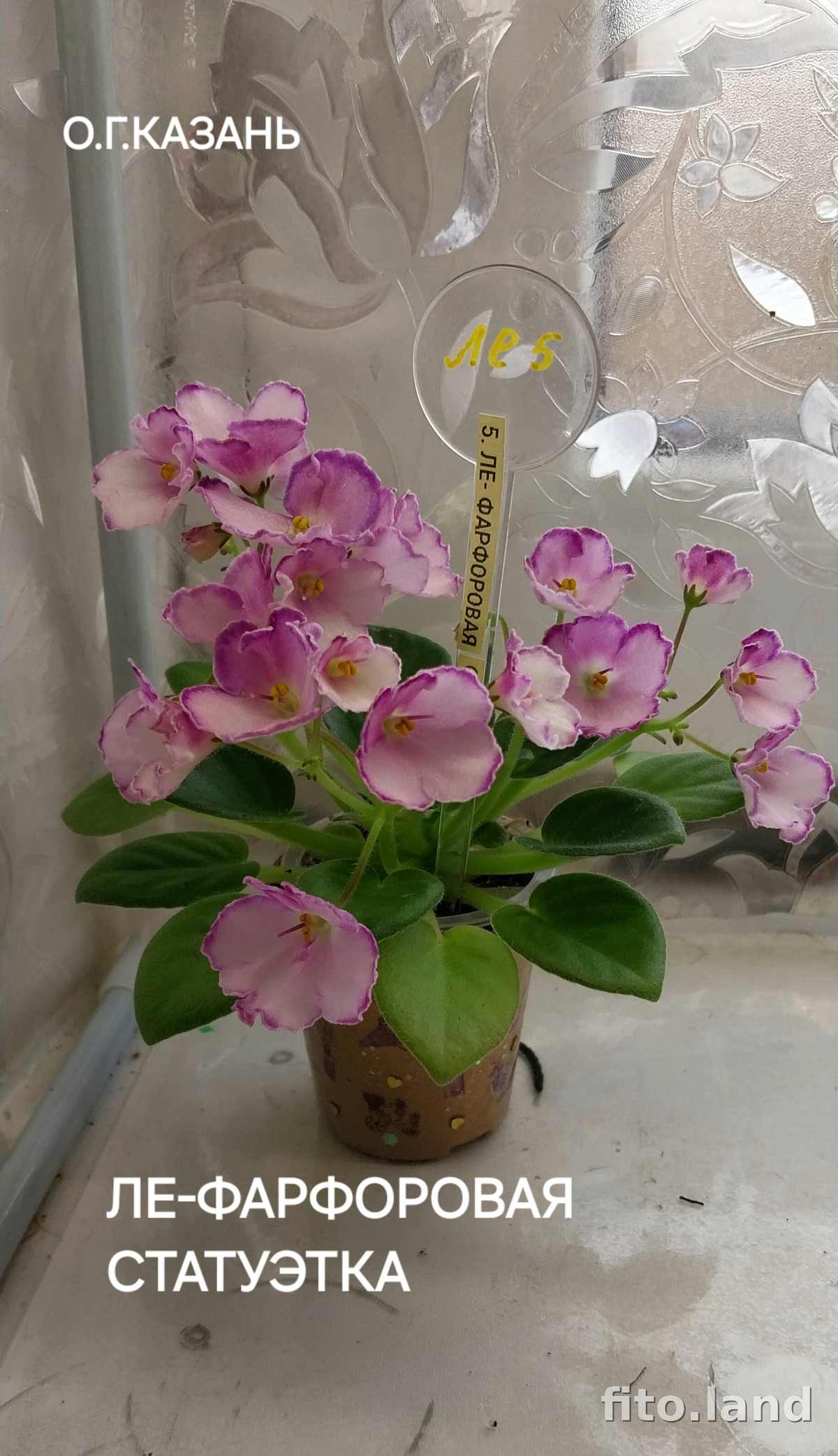 Фиалка ЛЕ-Фарфоровая Статуэтка, фото