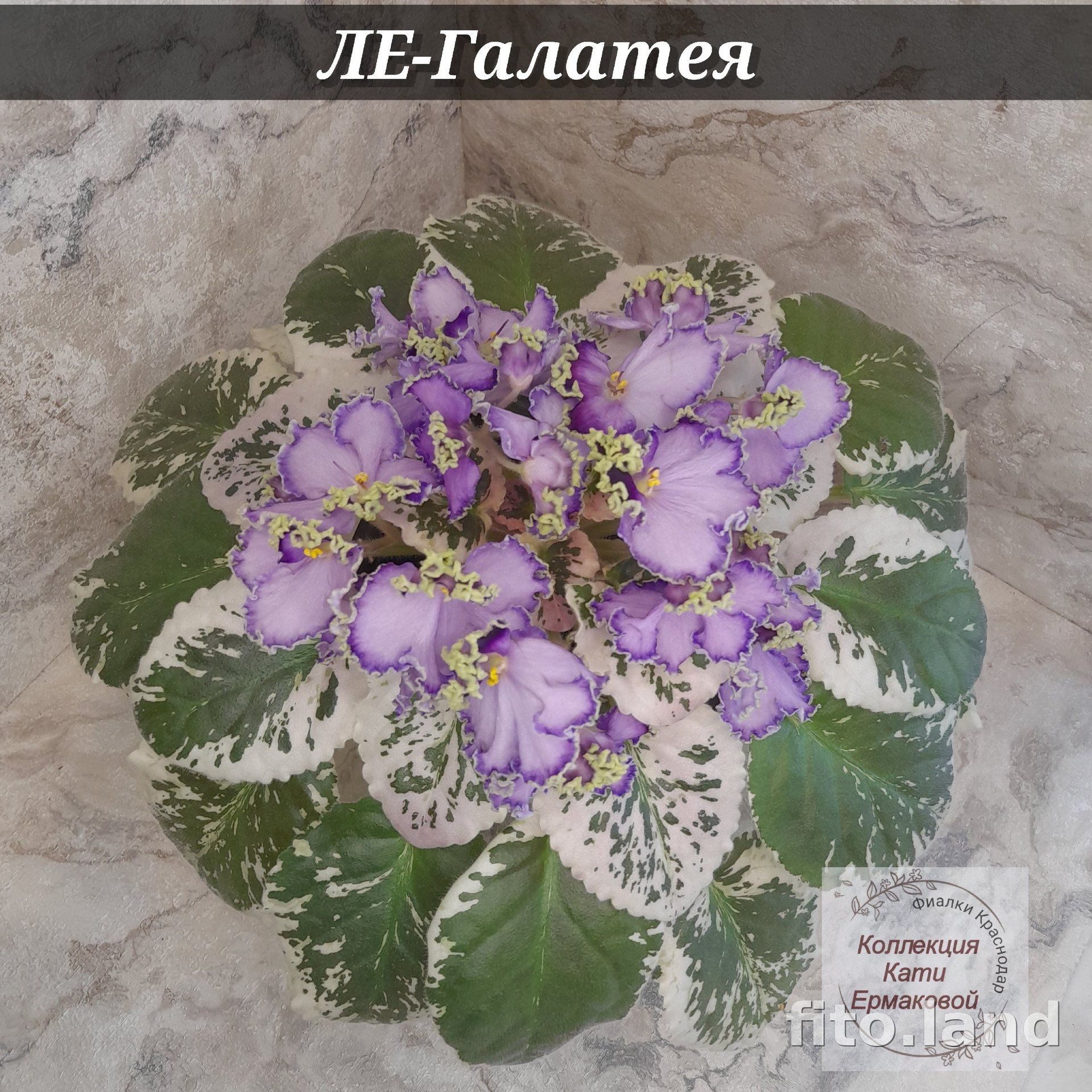 Фиалка ЛЕ-Галатея, фото