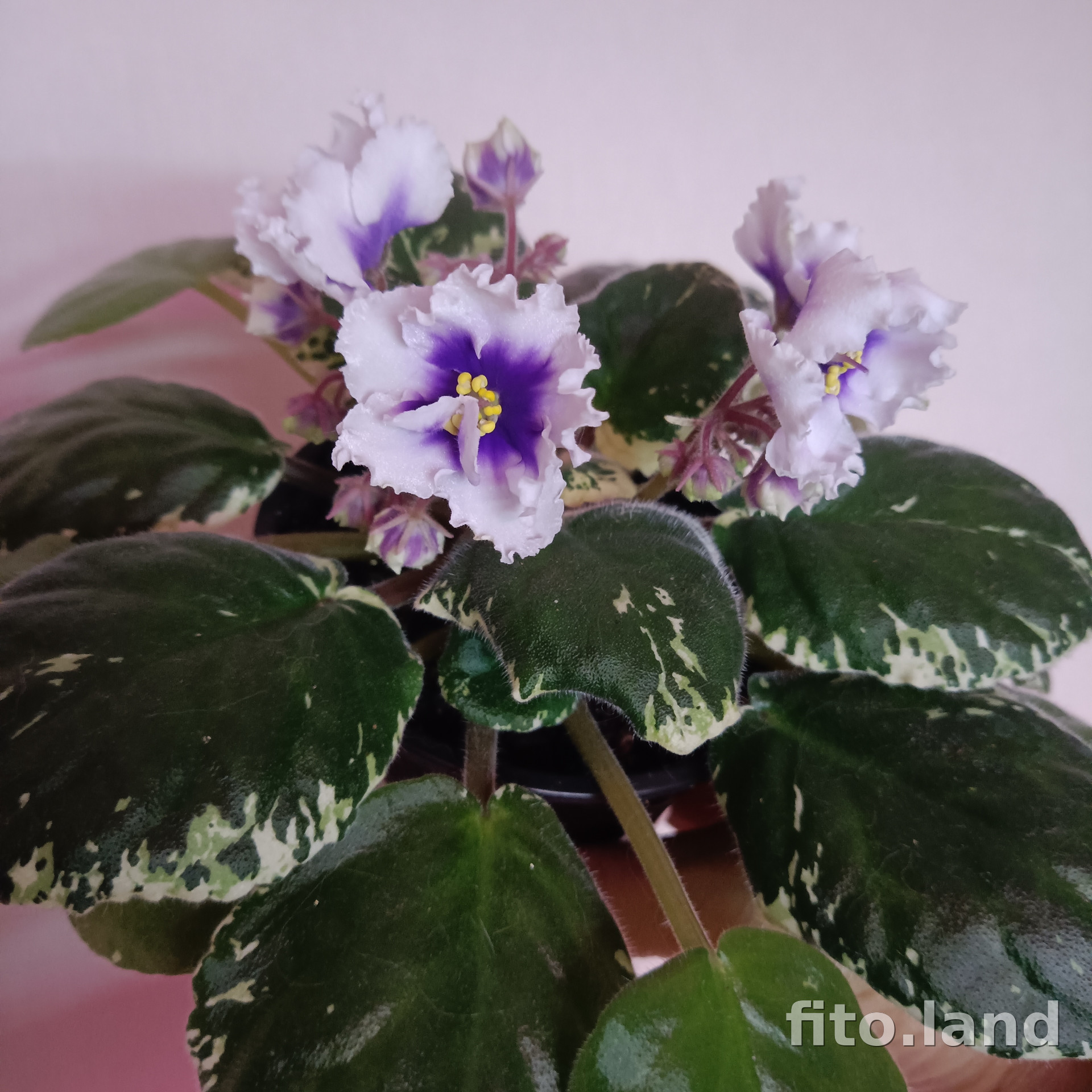 Фиалка ЛЕ-Галина, фото