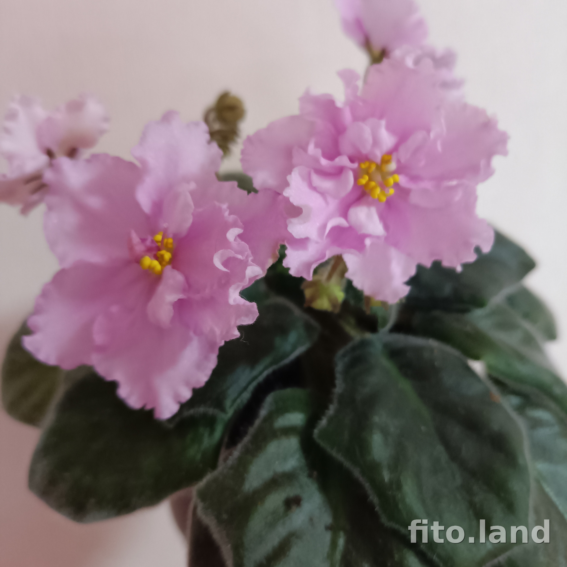 Фиалка ЛЕ-Ирина Прекрасная, фото