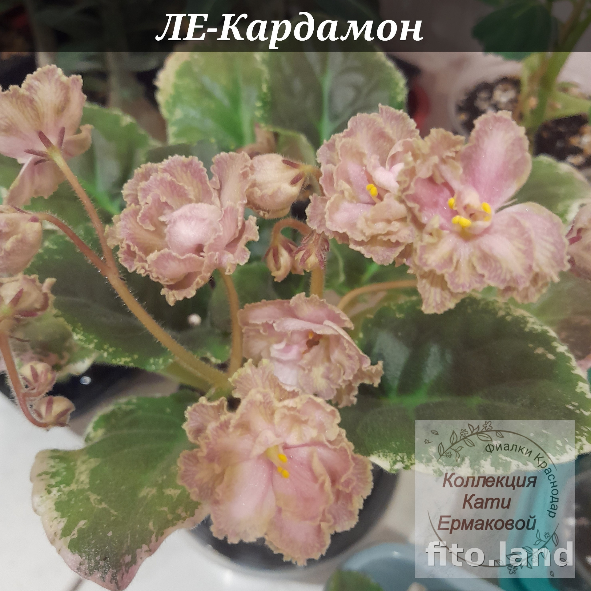 Фиалка ЛЕ-Кардамон, фото