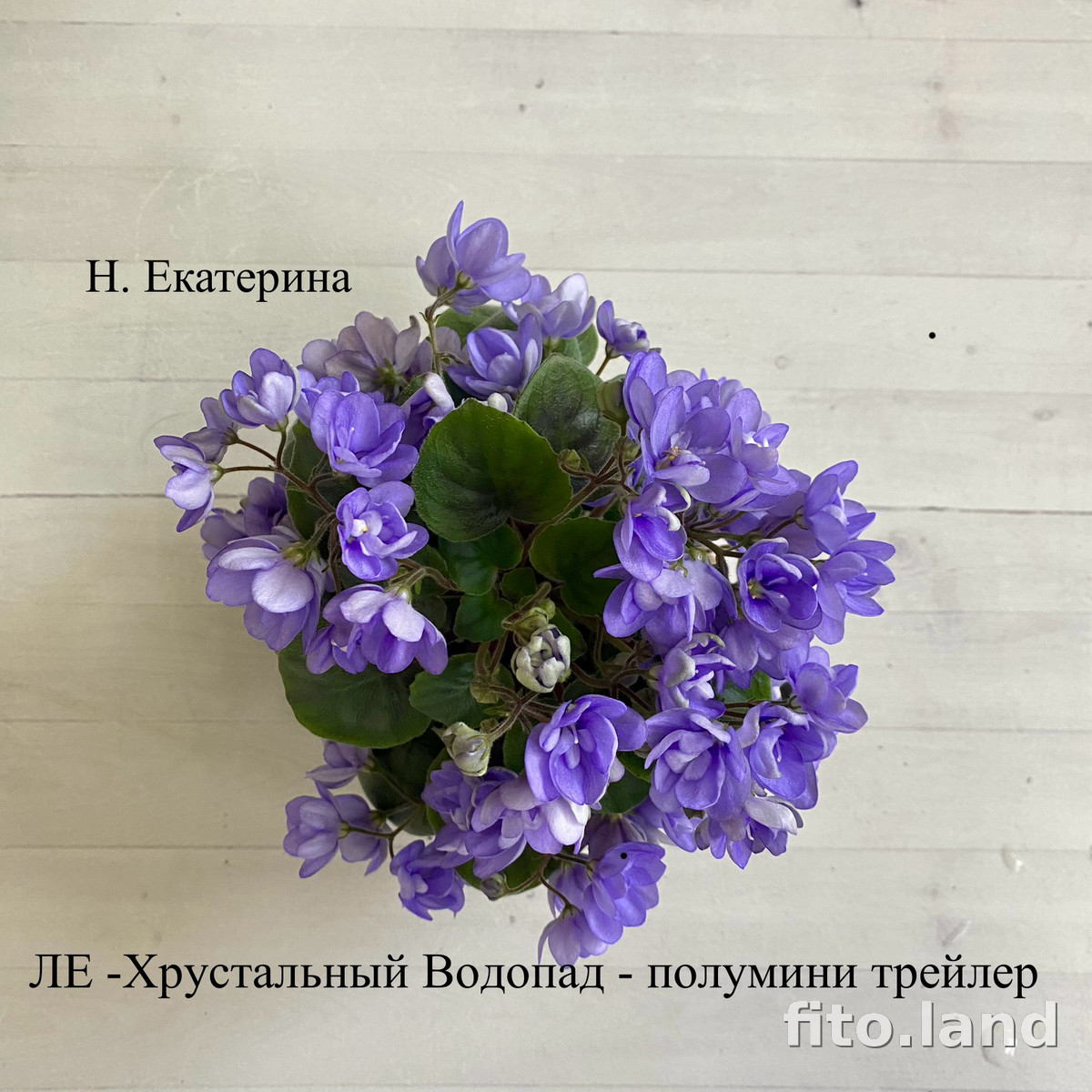 Фиалка ЛЕ-Хрустальный Водопад, фото