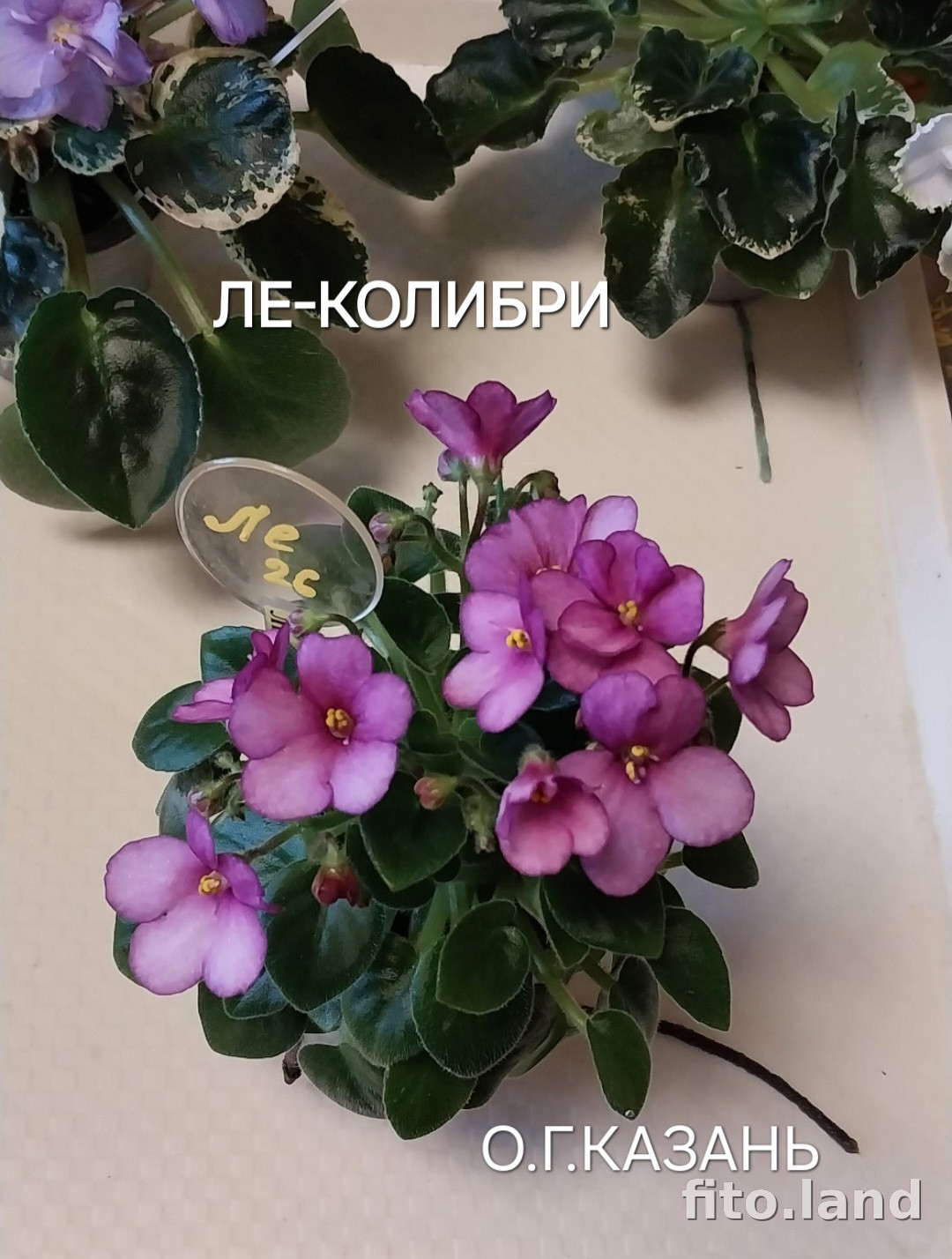 Фиалка ЛЕ-Колибри, фото
