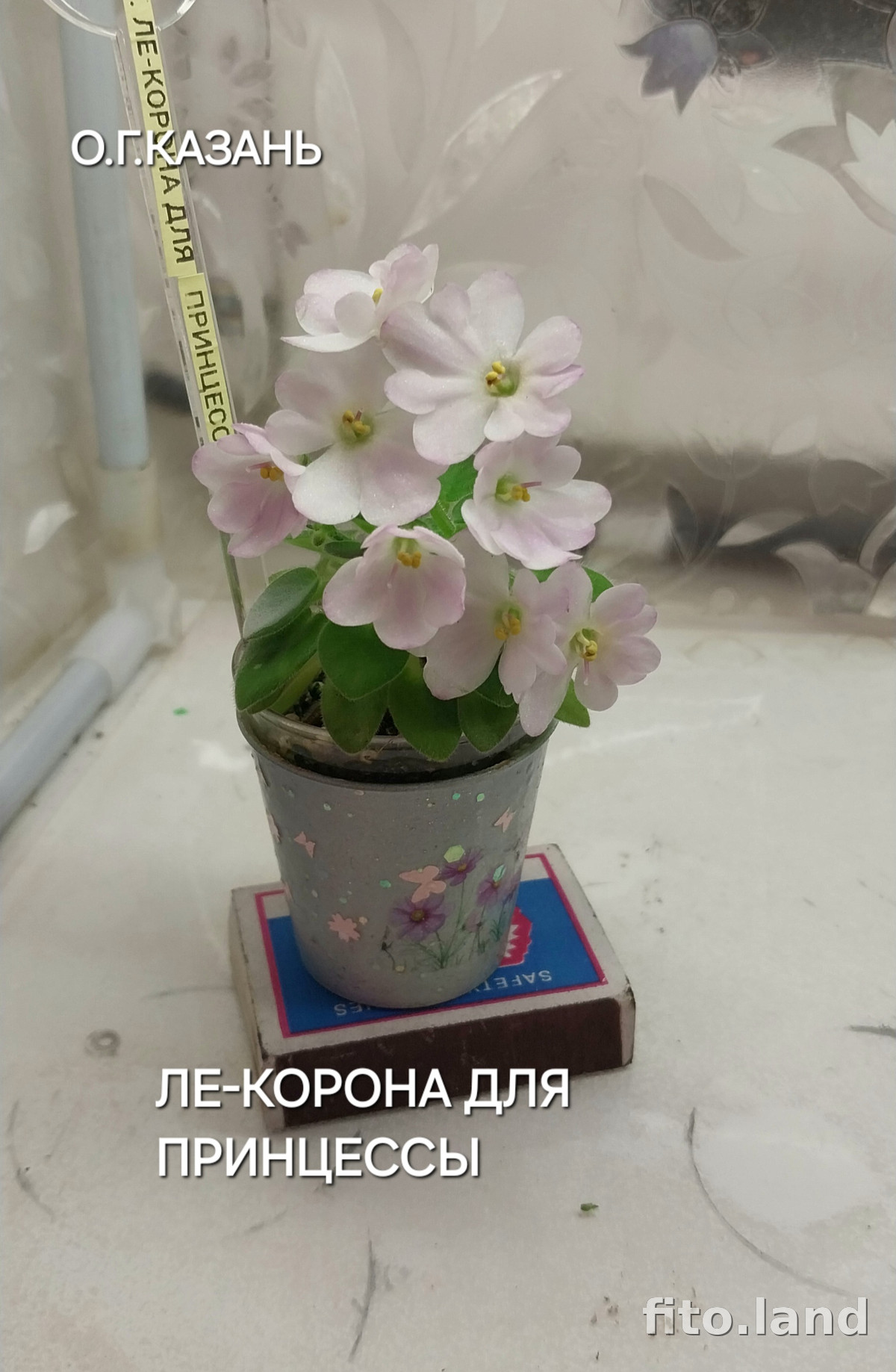 Фиалка ЛЕ-Корона для Принцессы, фото