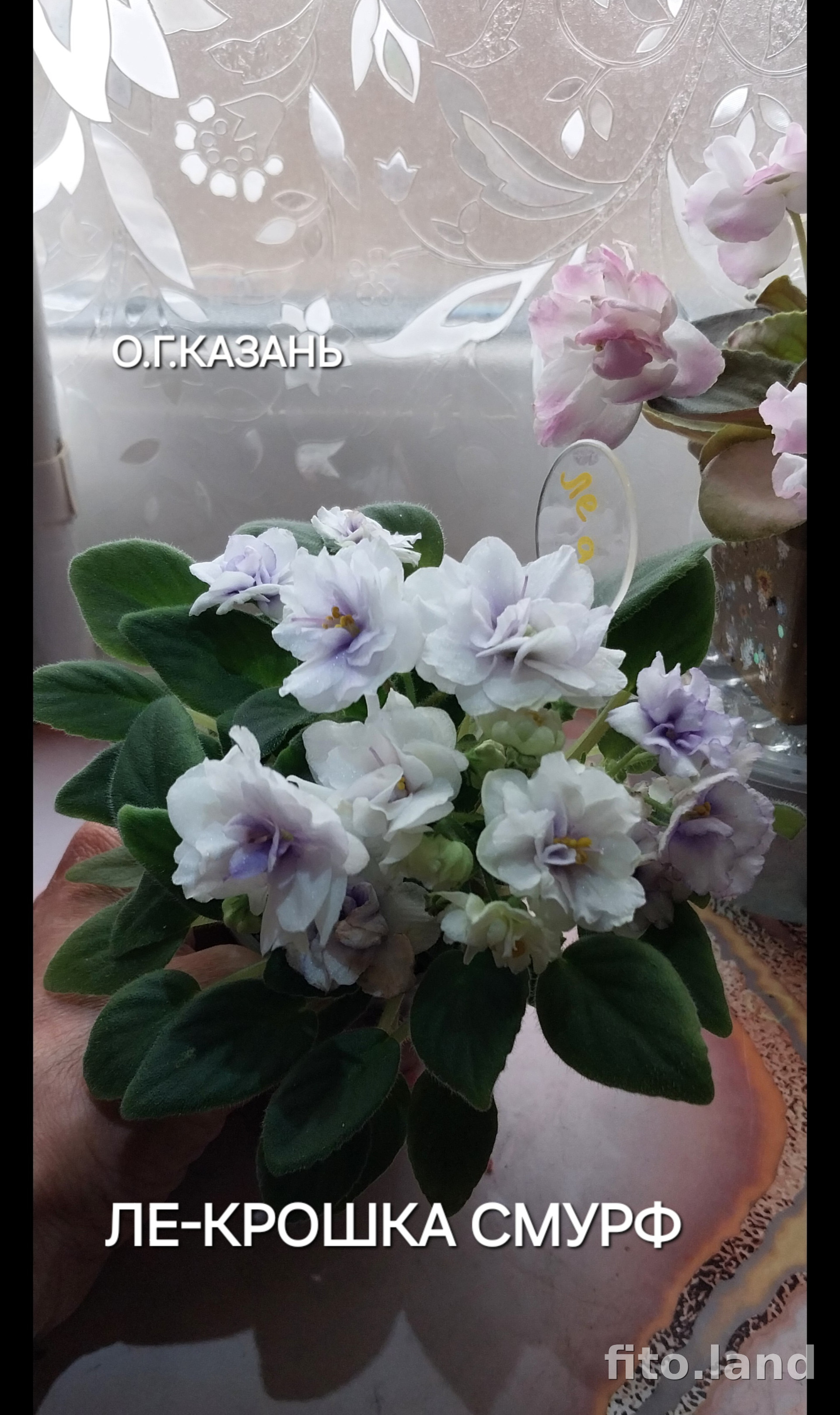 Фиалка ЛЕ-Крошка Смурф, фото