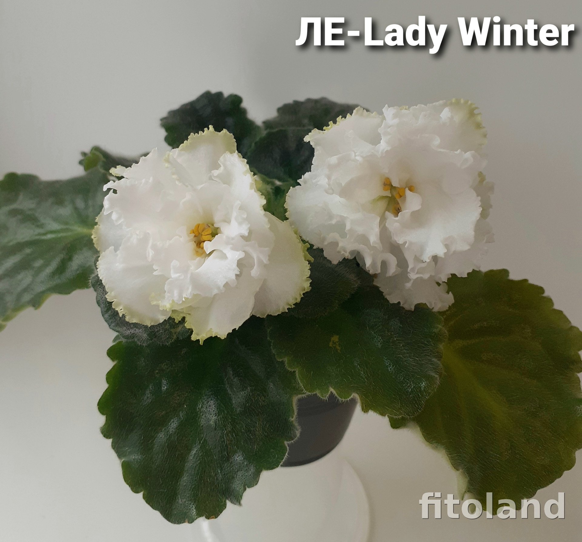 Фиалка ЛЕ-Lady Winter, фото