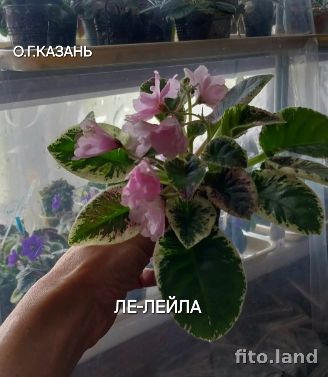 Фиалка ЛЕ-Лейла, фото