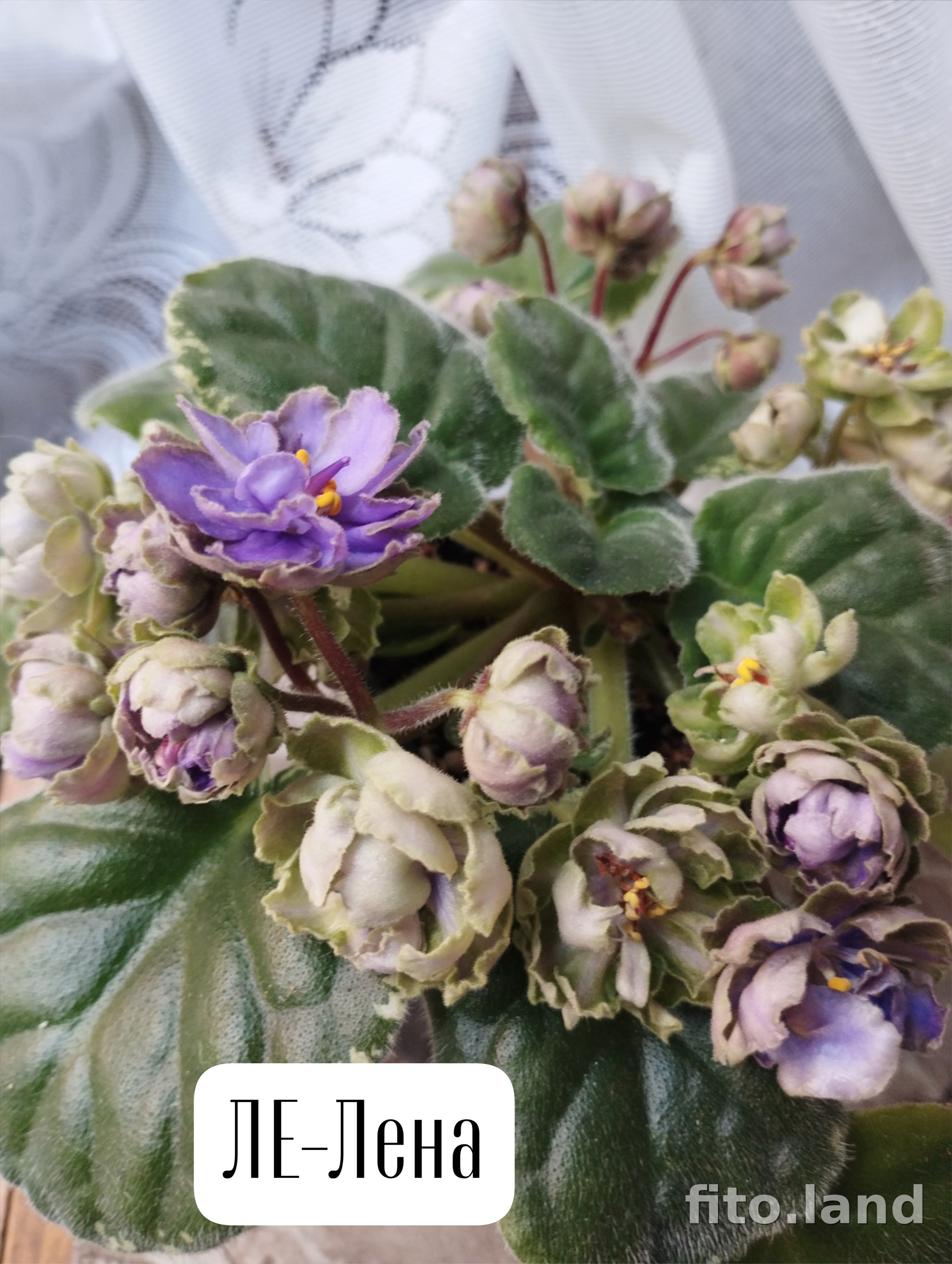 Фиалка ЛЕ-Лена, фото