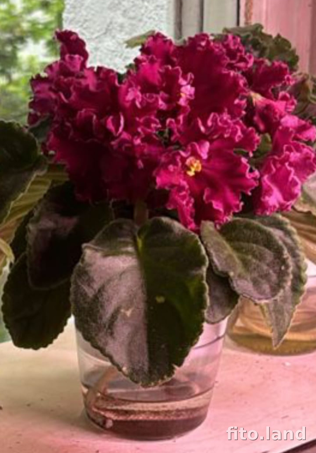 Violet ЛЕ-Лето Красное, photo