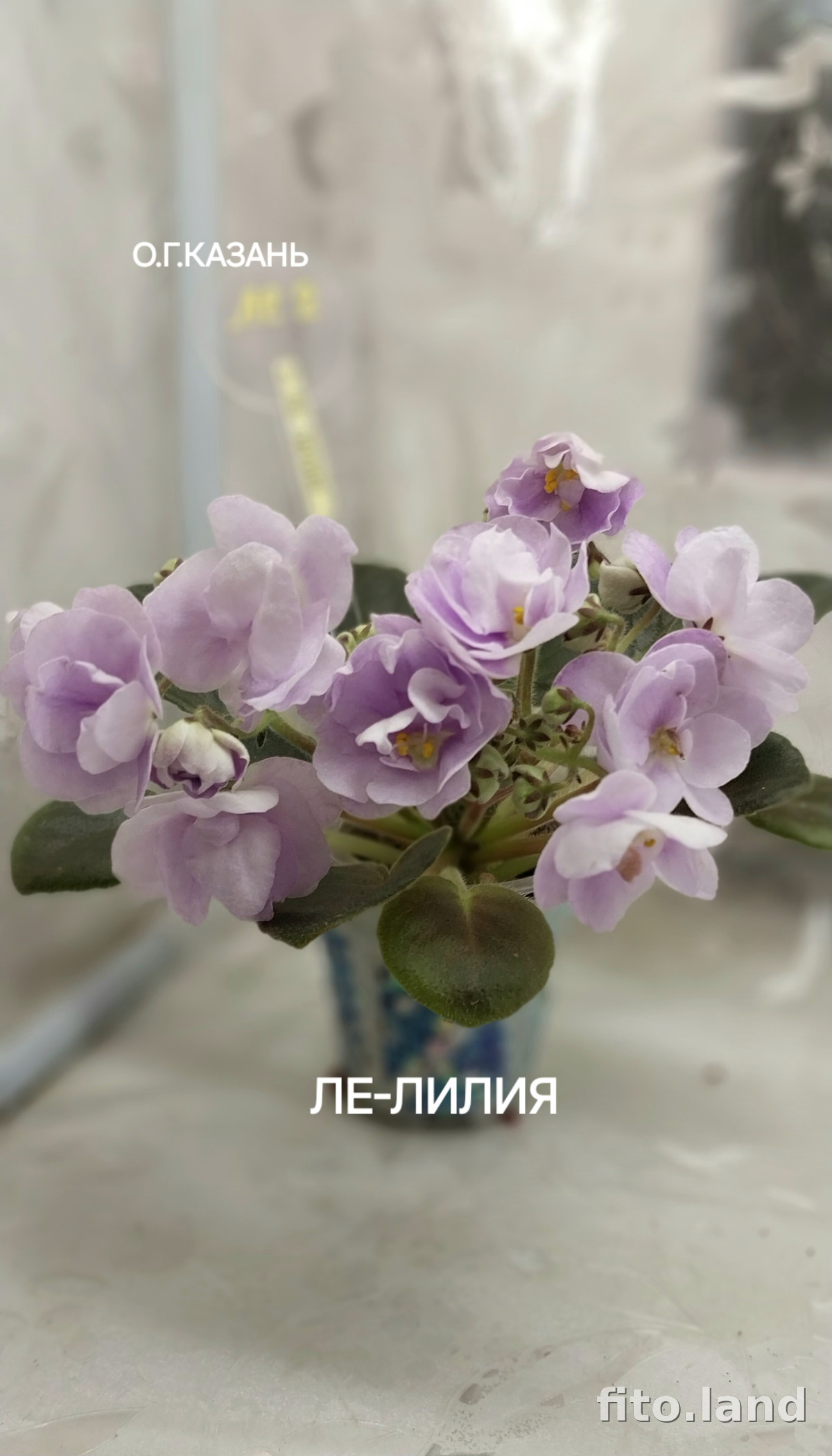 Фиалка ЛЕ-Лилия, фото