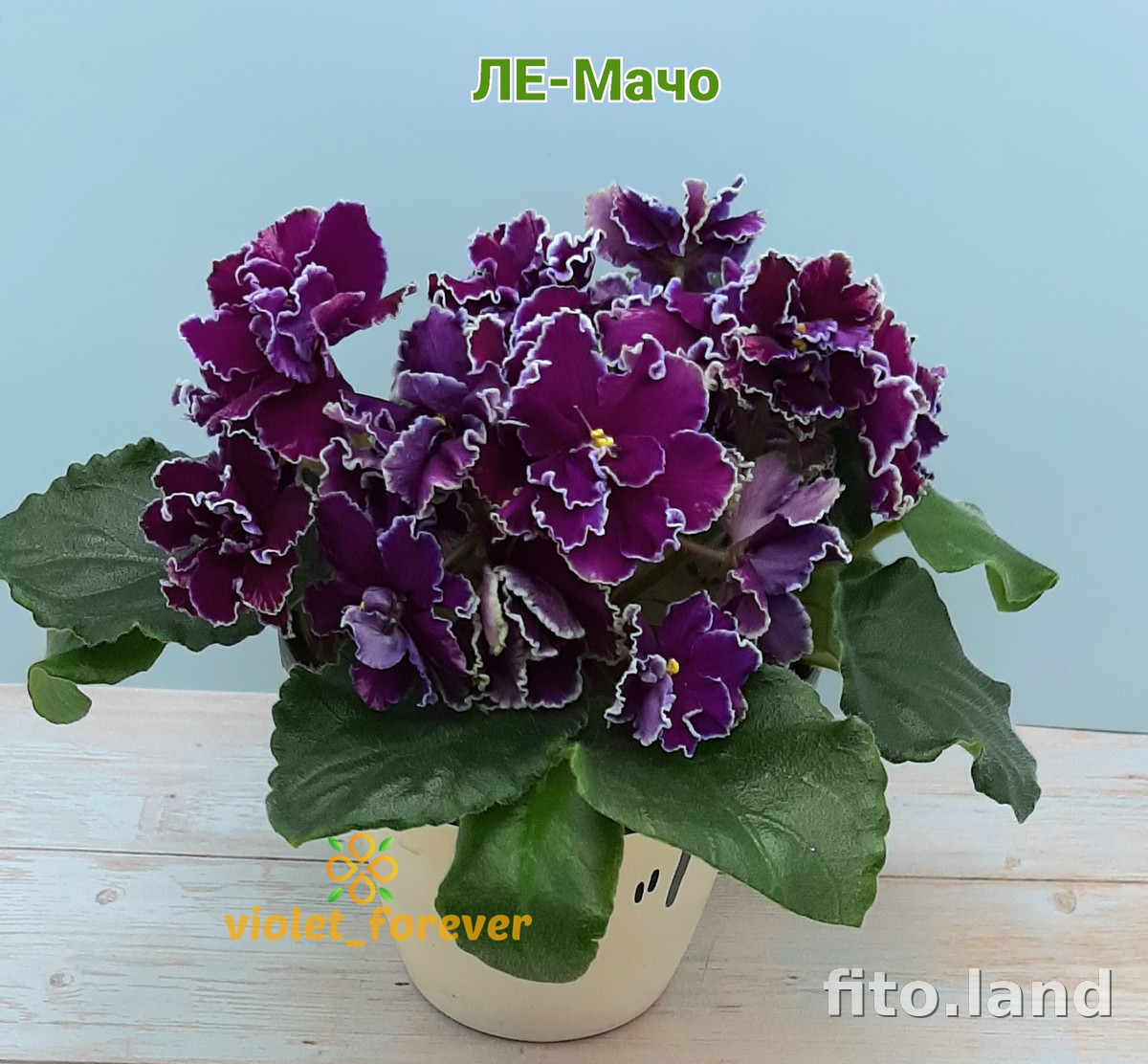 Фиалка ЛЕ-Мачо, фото