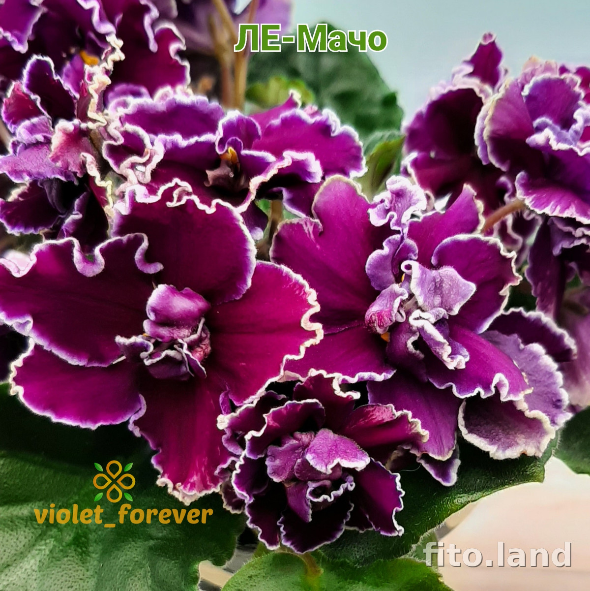 Фиалка ЛЕ-Мачо, фото