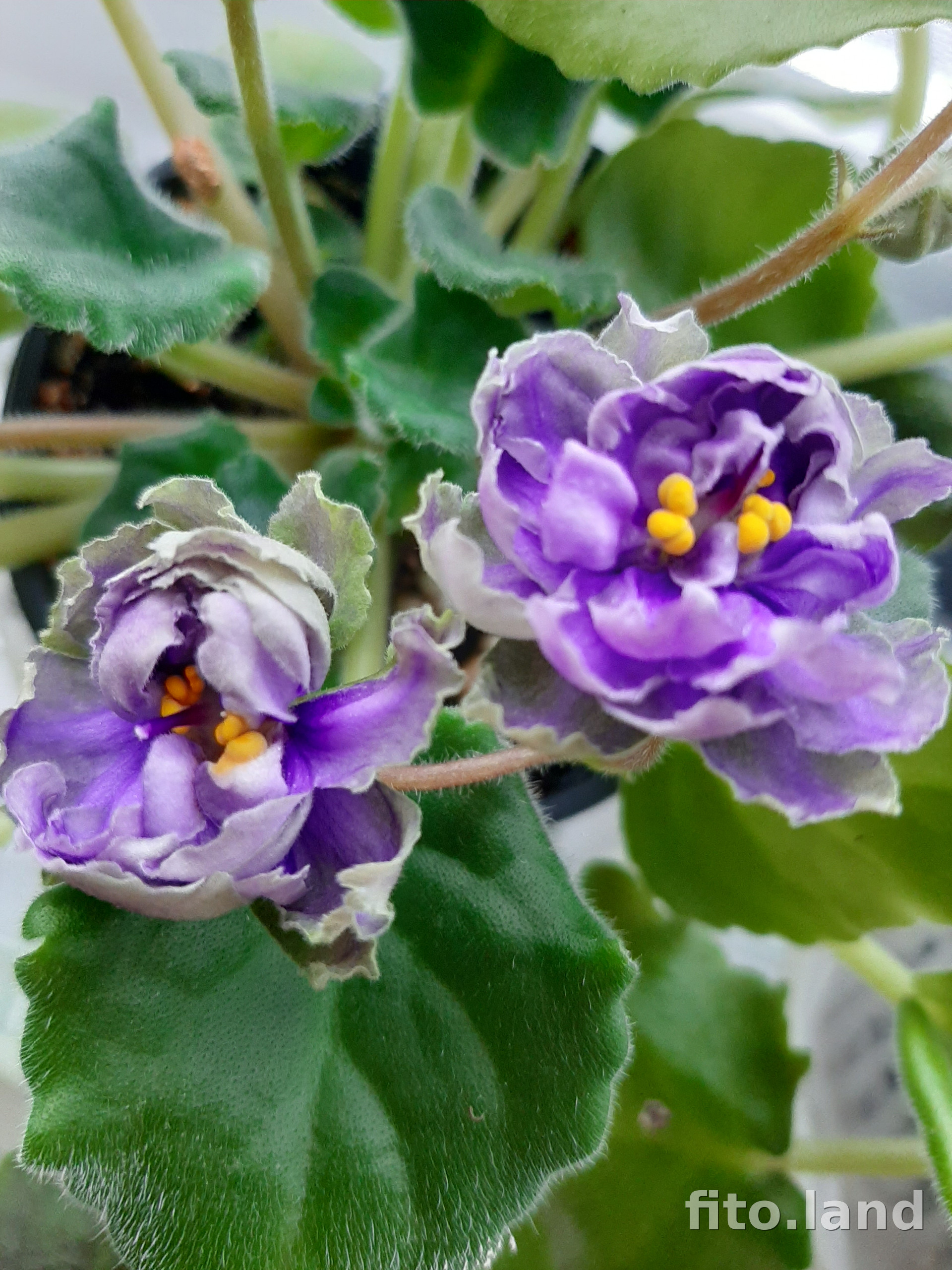 Фиалка ЛЕ-Марфа, фото