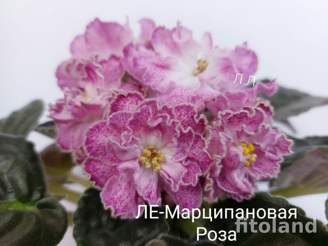 Фиалка ЛЕ-Марципановая Роза, фото