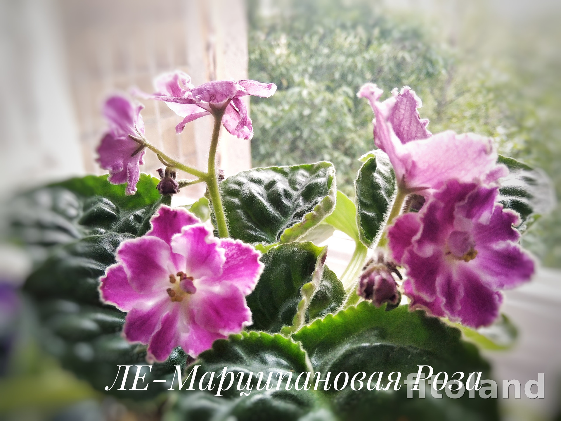 Фиалка ЛЕ-Марципановая Роза, фото