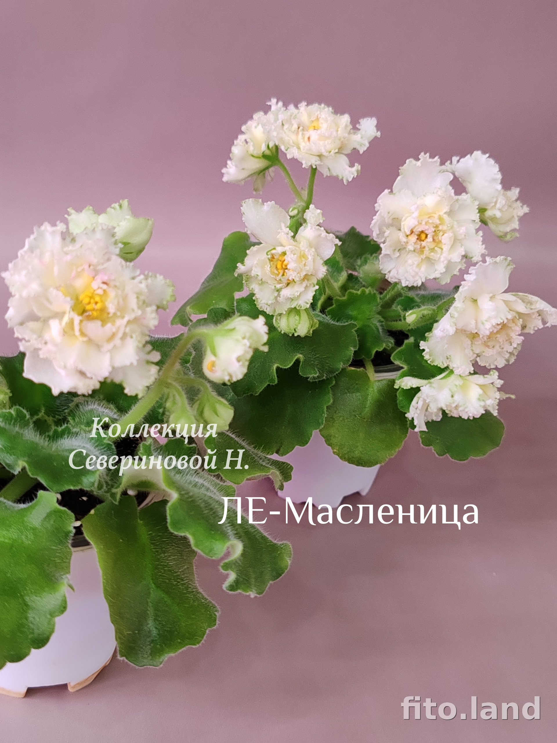 Фиалка ЛЕ-Масленица, фото