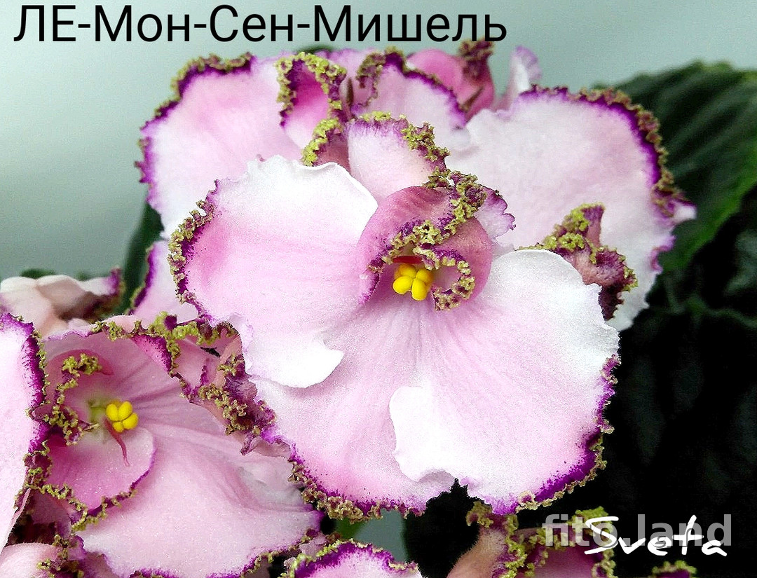 Фиалка ЛЕ-Мон-Сен-Мишель, фото