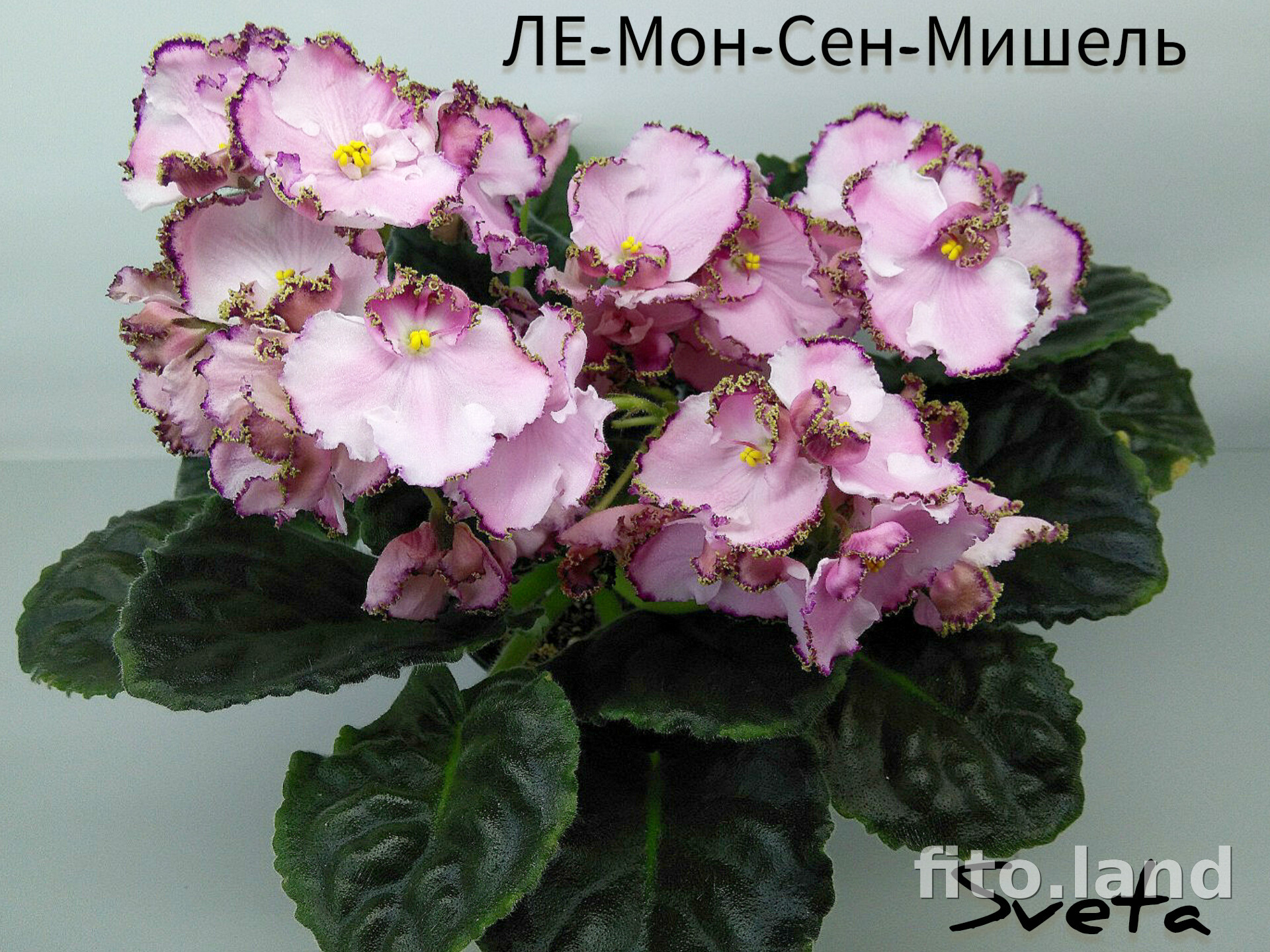 Фиалка ЛЕ-Мон-Сен-Мишель, фото