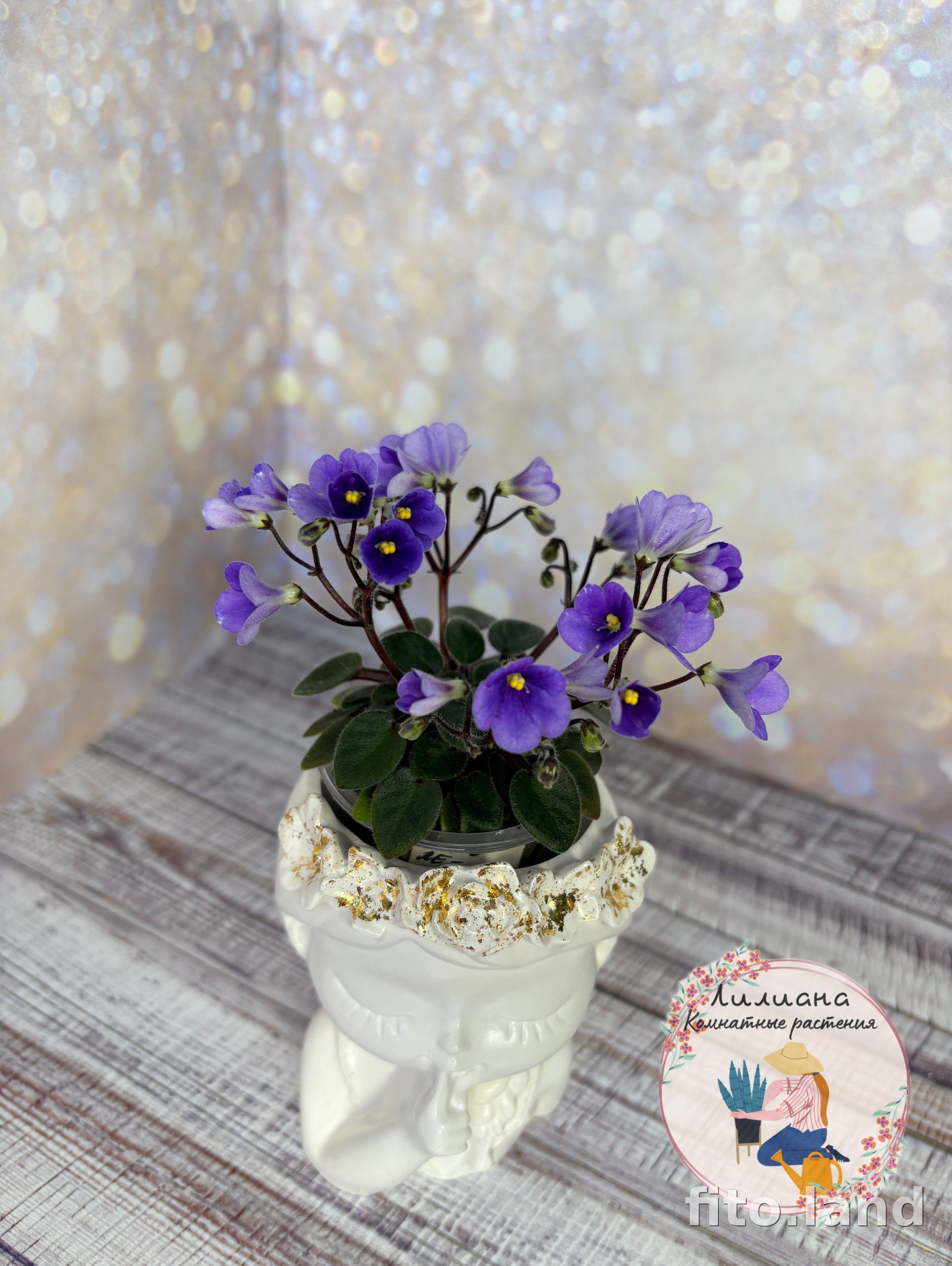 Фиалка ЛЕ-Мускари, фото