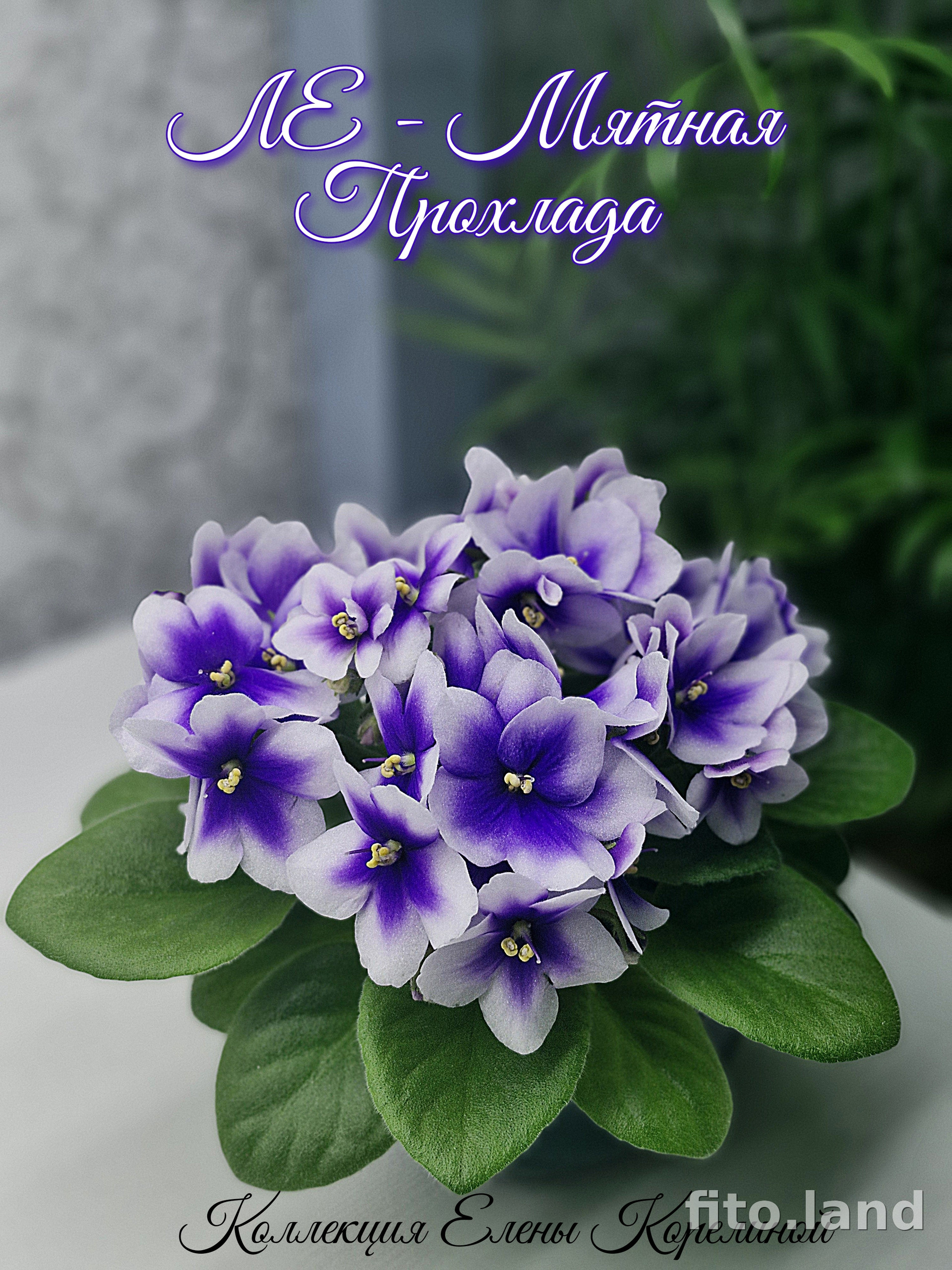 Фиалка ЛЕ-Мятная Прохлада, фото