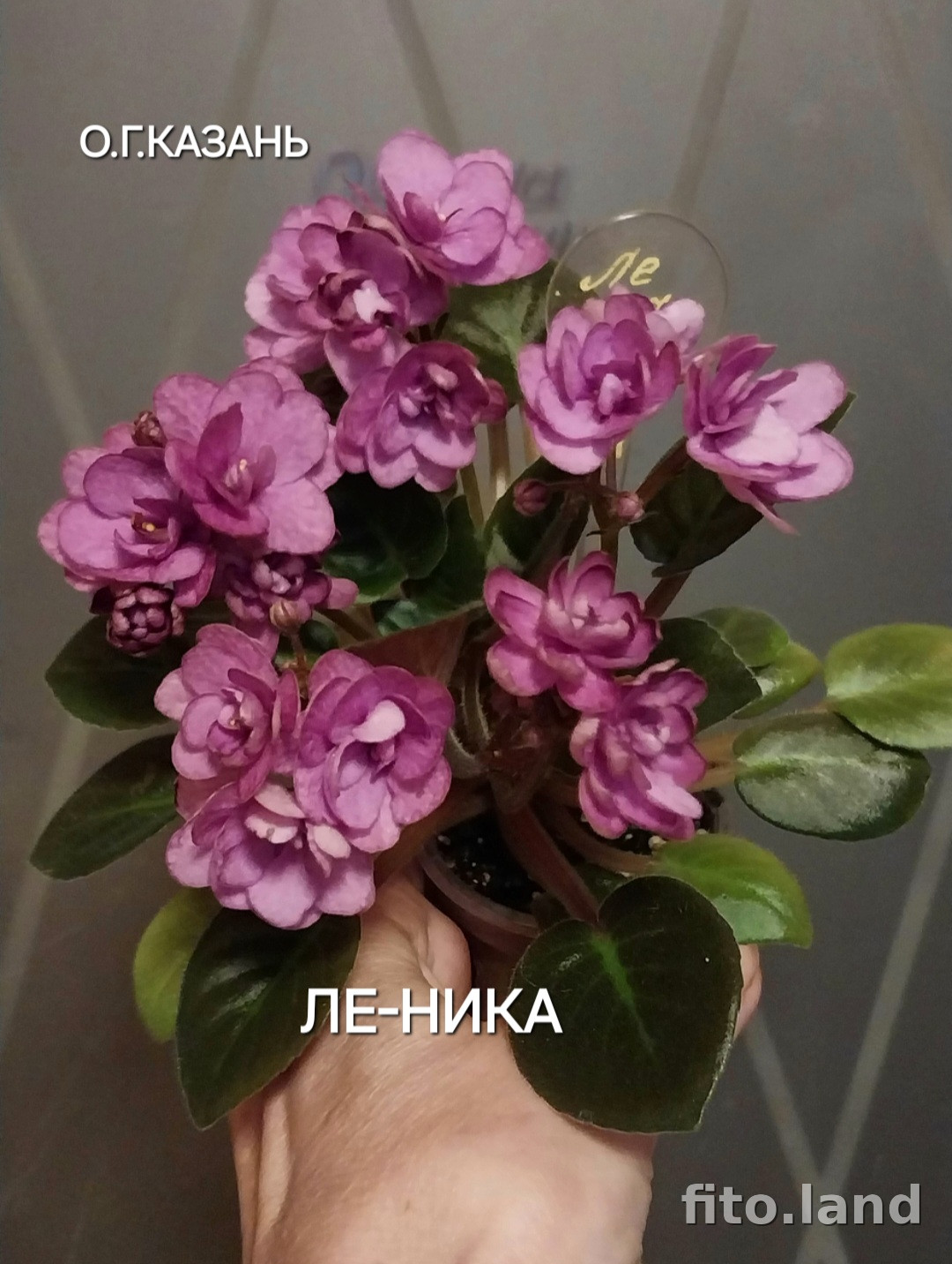 Фиалка ЛЕ-Ника, фото