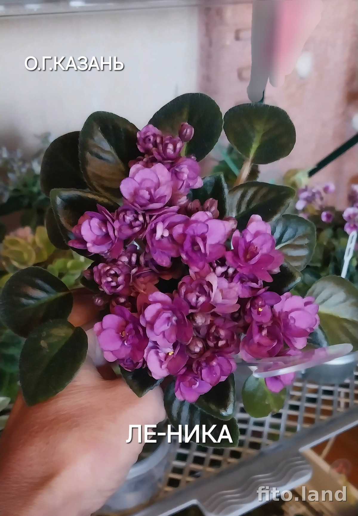 Фиалка ЛЕ-Ника, фото