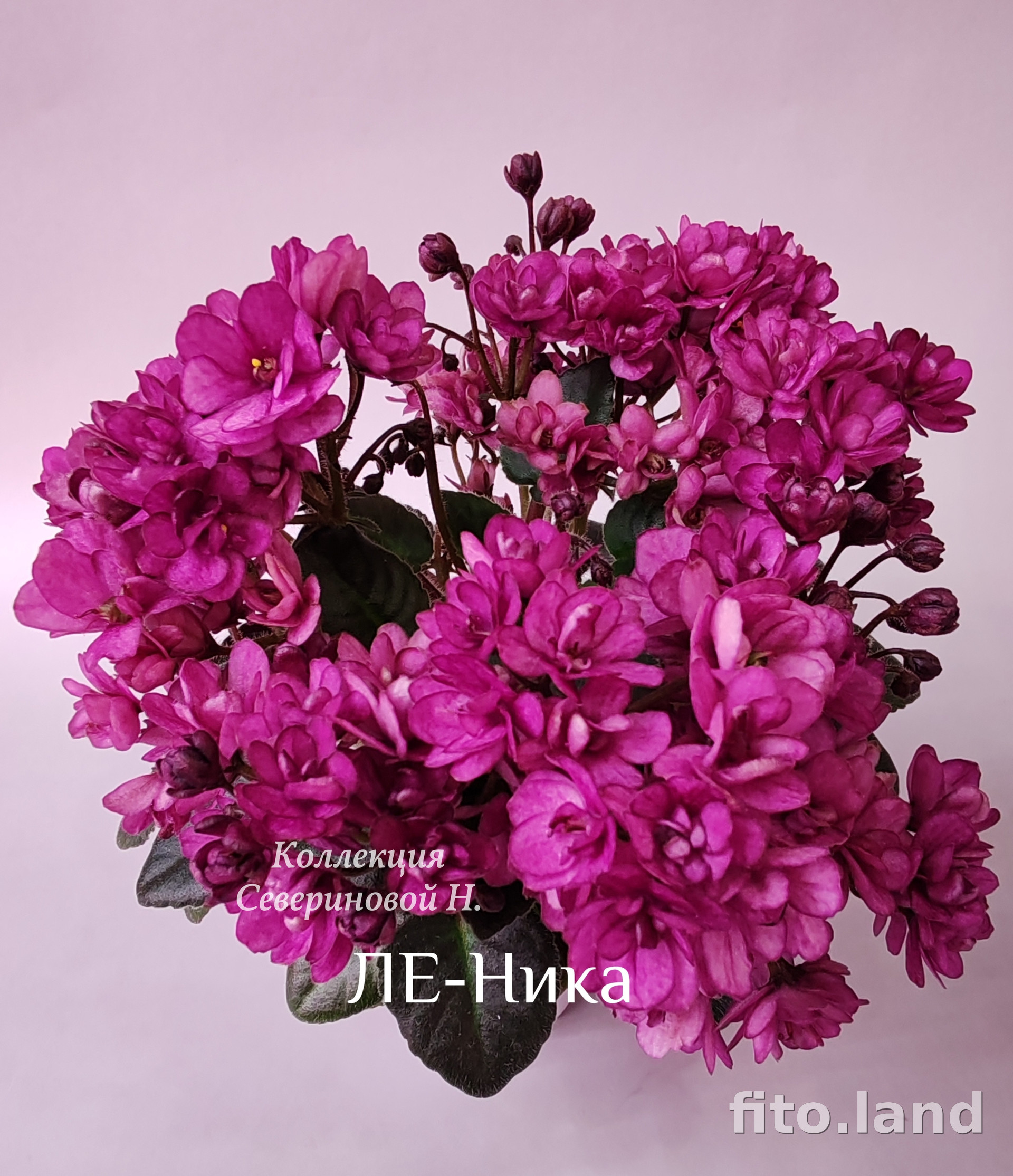 Фиалка ЛЕ-Ника, фото