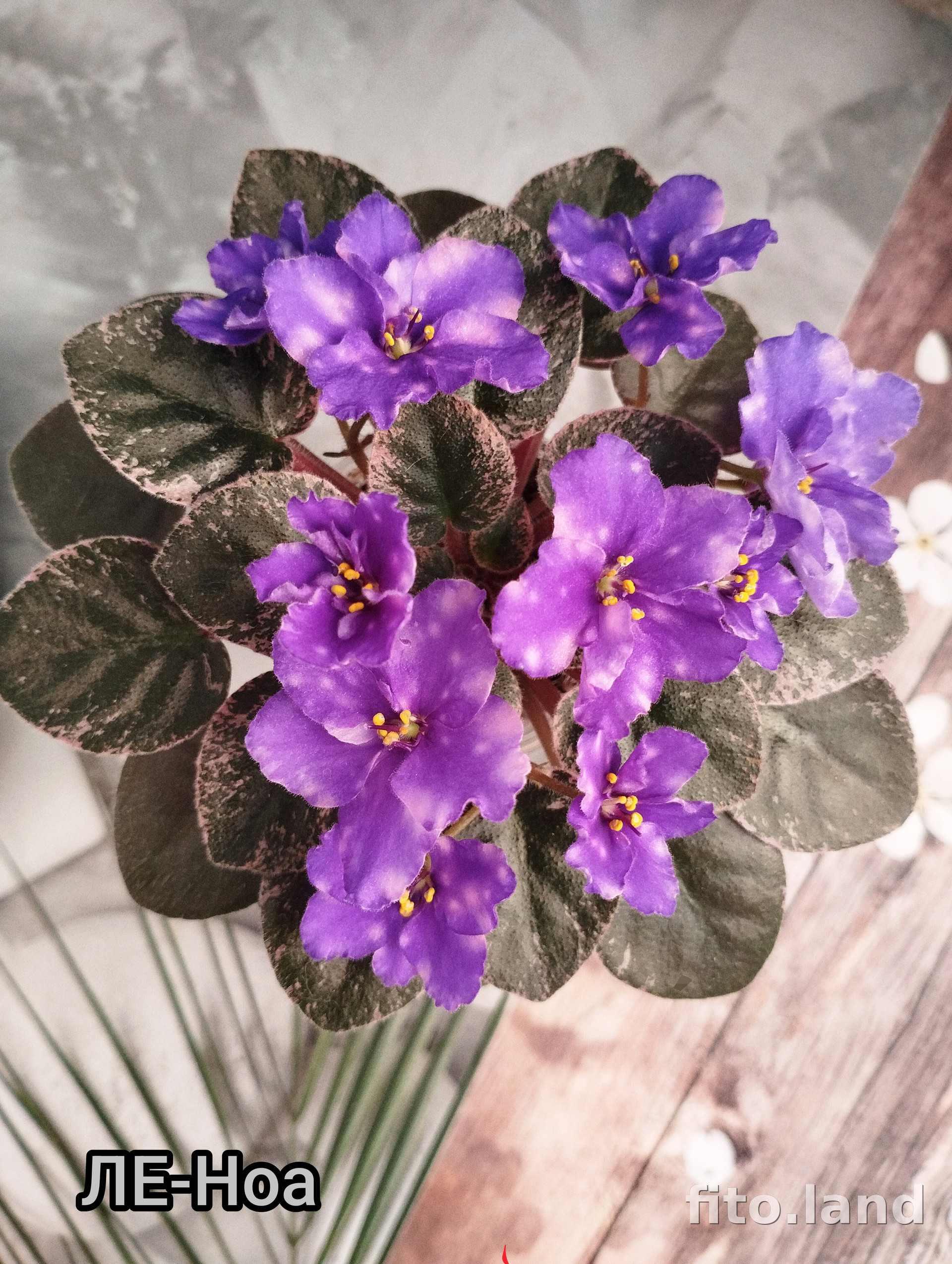 Фиалка ЛЕ-Ноа, фото