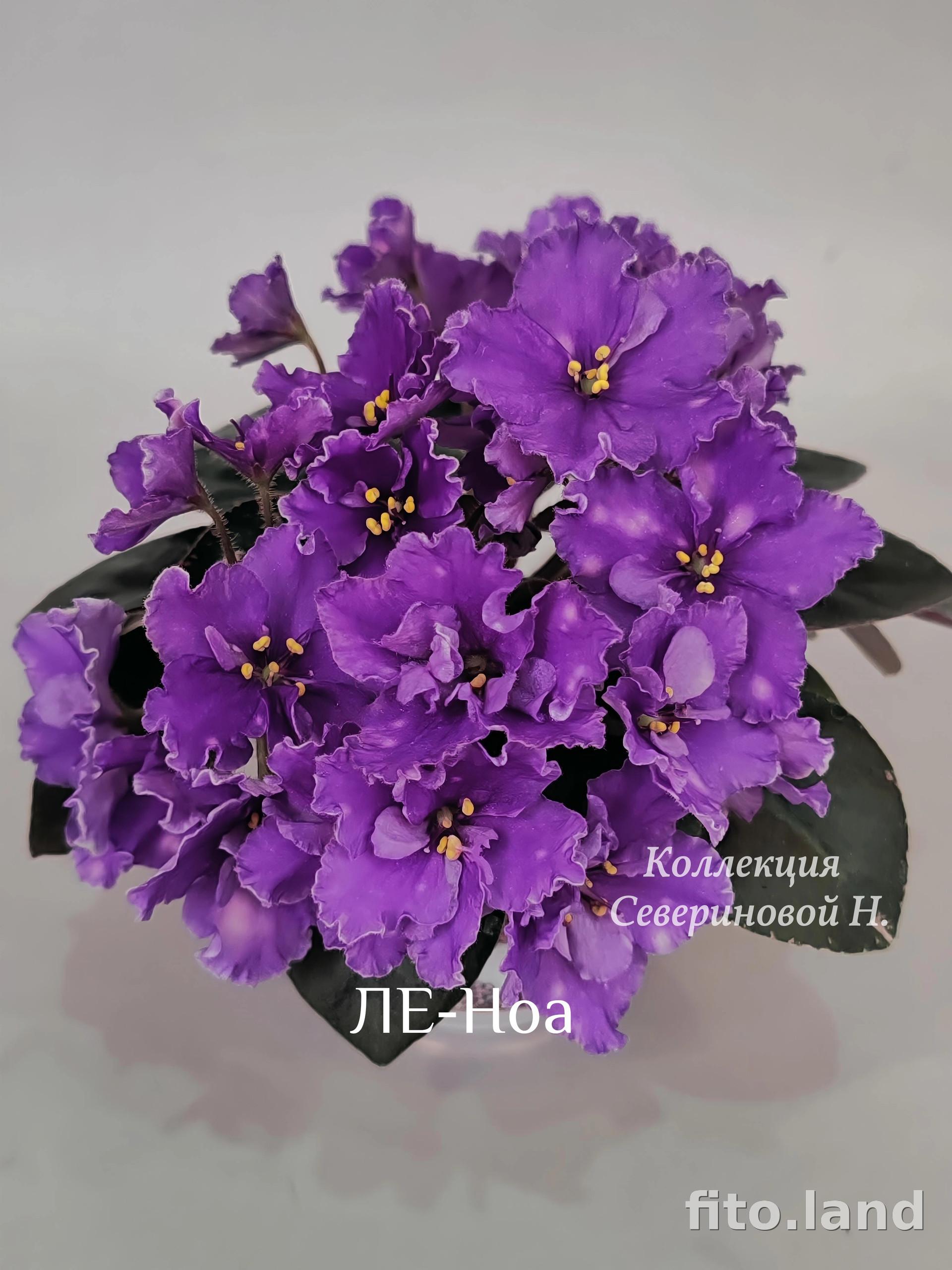 Фиалка ЛЕ-Ноа, фото