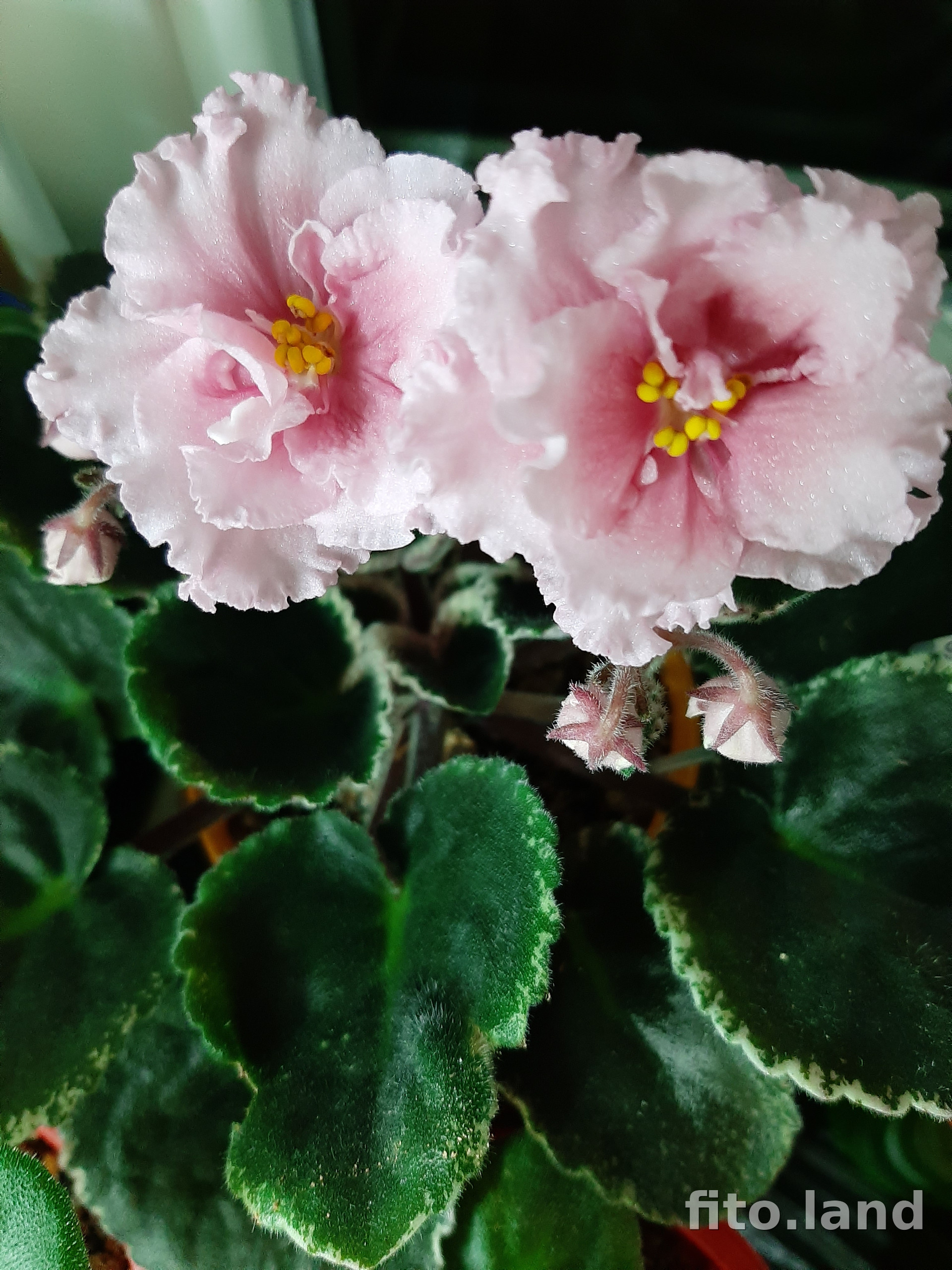 Фиалка ЛЕ-Одалиска, фото