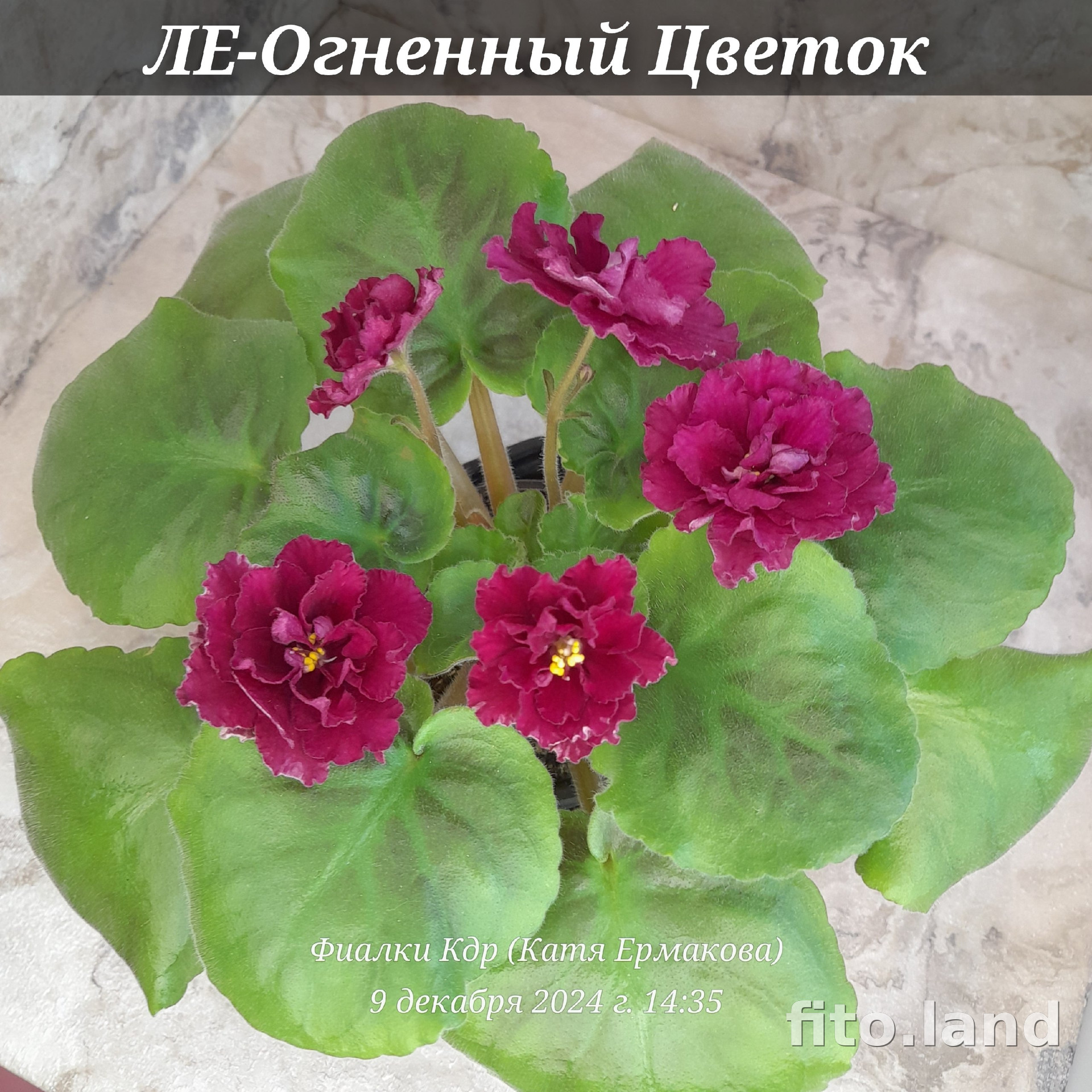 Фиалка ЛЕ-Огненный Цветок, фото