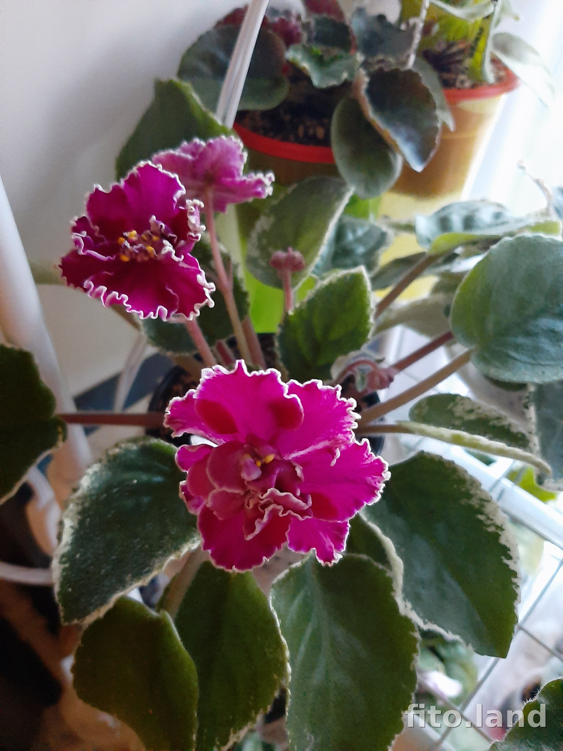 Фиалка ЛЕ-Оксана, фото