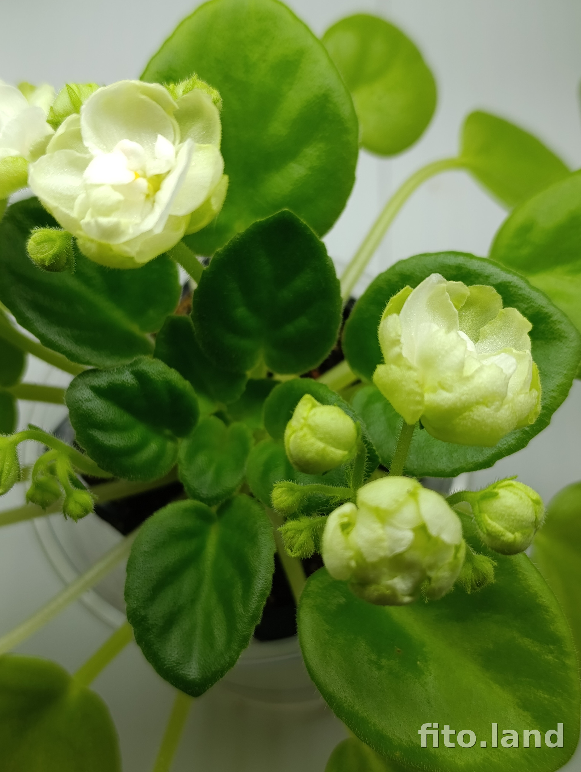 Фиалка ЛЕ-Пышечка, фото