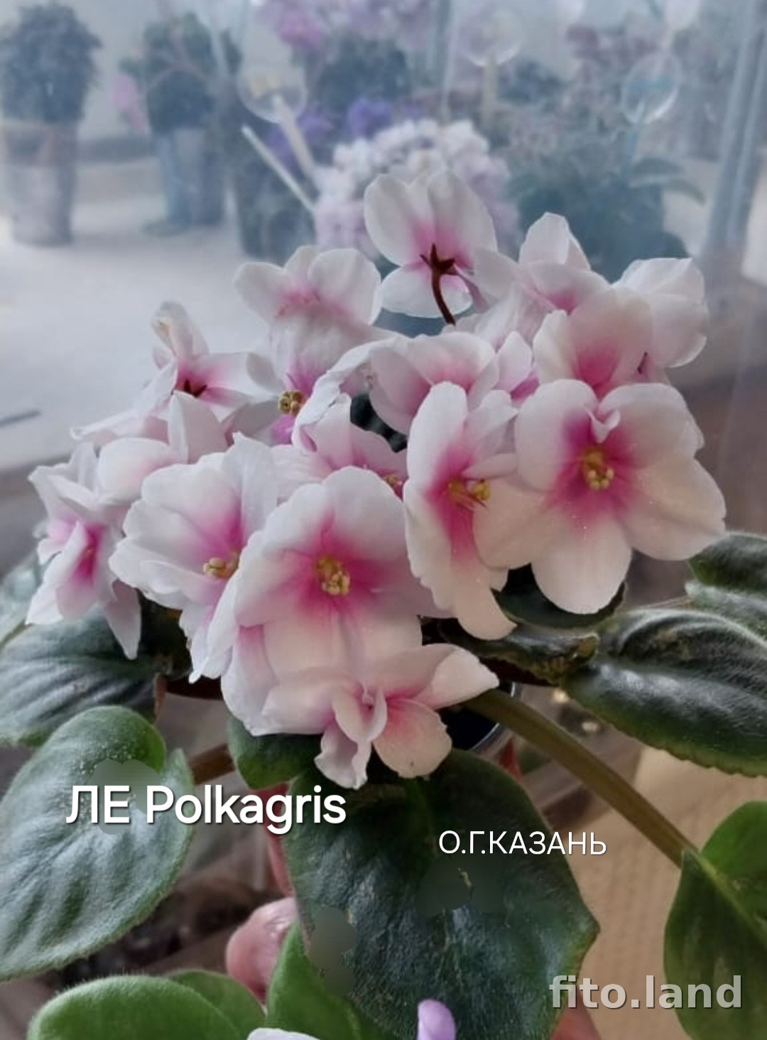 Фиалка ЛЕ-Polkagris, фото