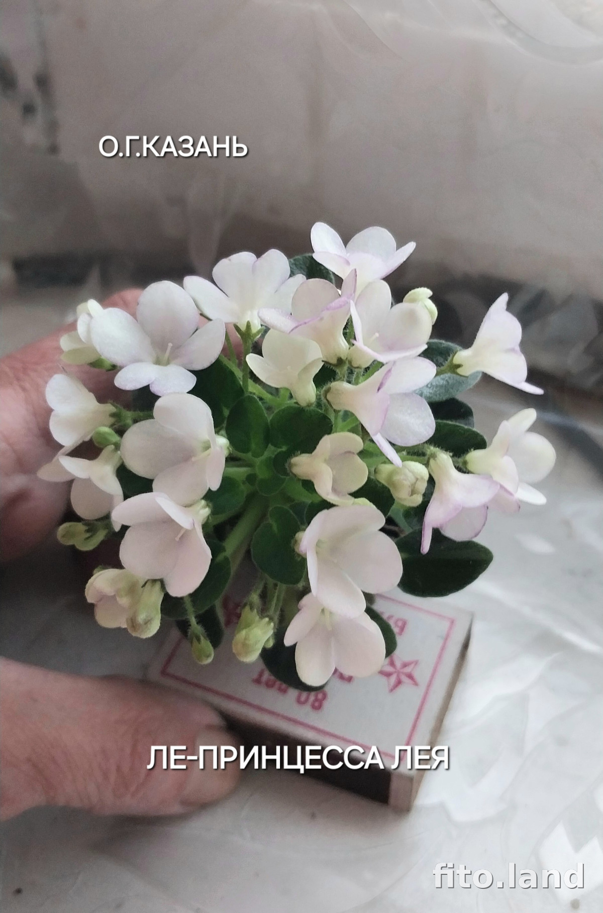 Фиалка ЛЕ-Принцесса Лея, фото