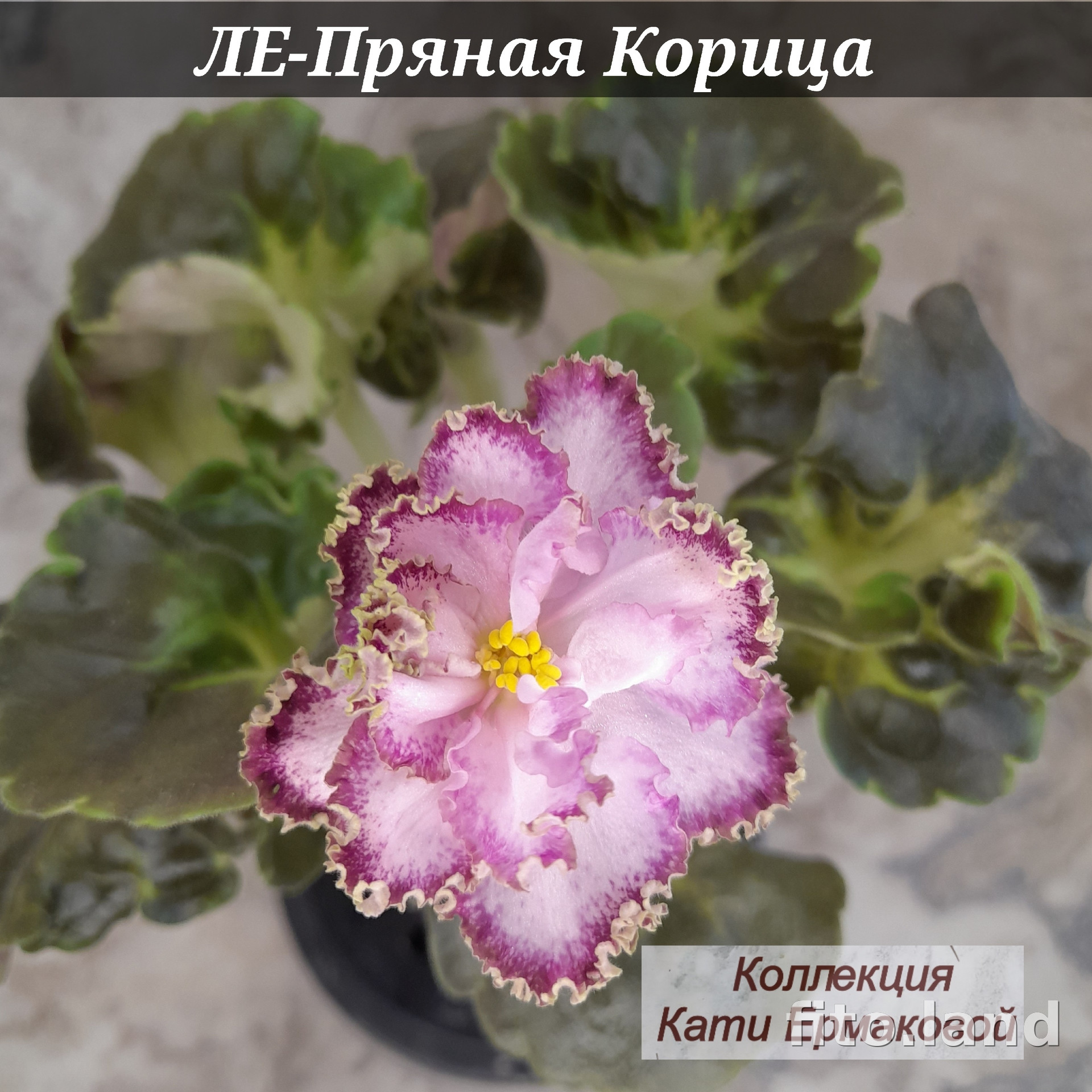 Фиалка ЛЕ-Пряная Корица, фото