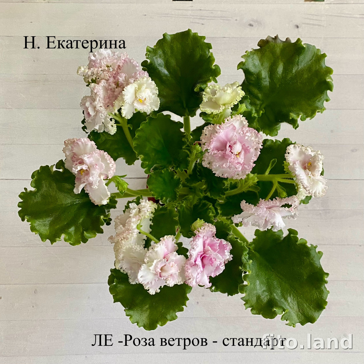Фиалка ЛЕ-Роза Ветров, фото