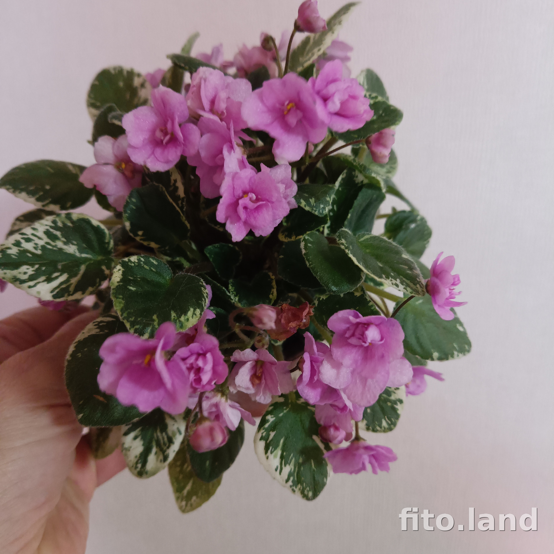 Фиалка ЛЕ-Розовый Салют, фото