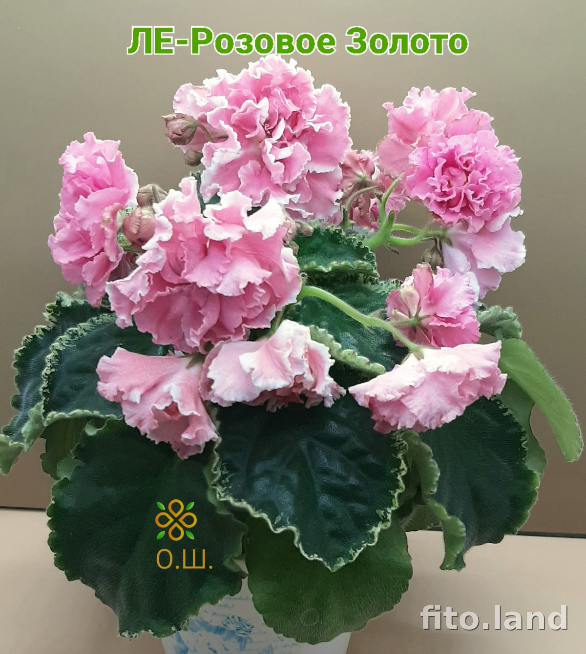 Фиалка ЛЕ-Розовое Золото, фото